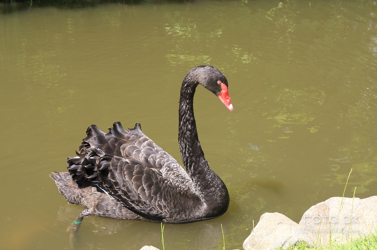 Schwarzer Schwan