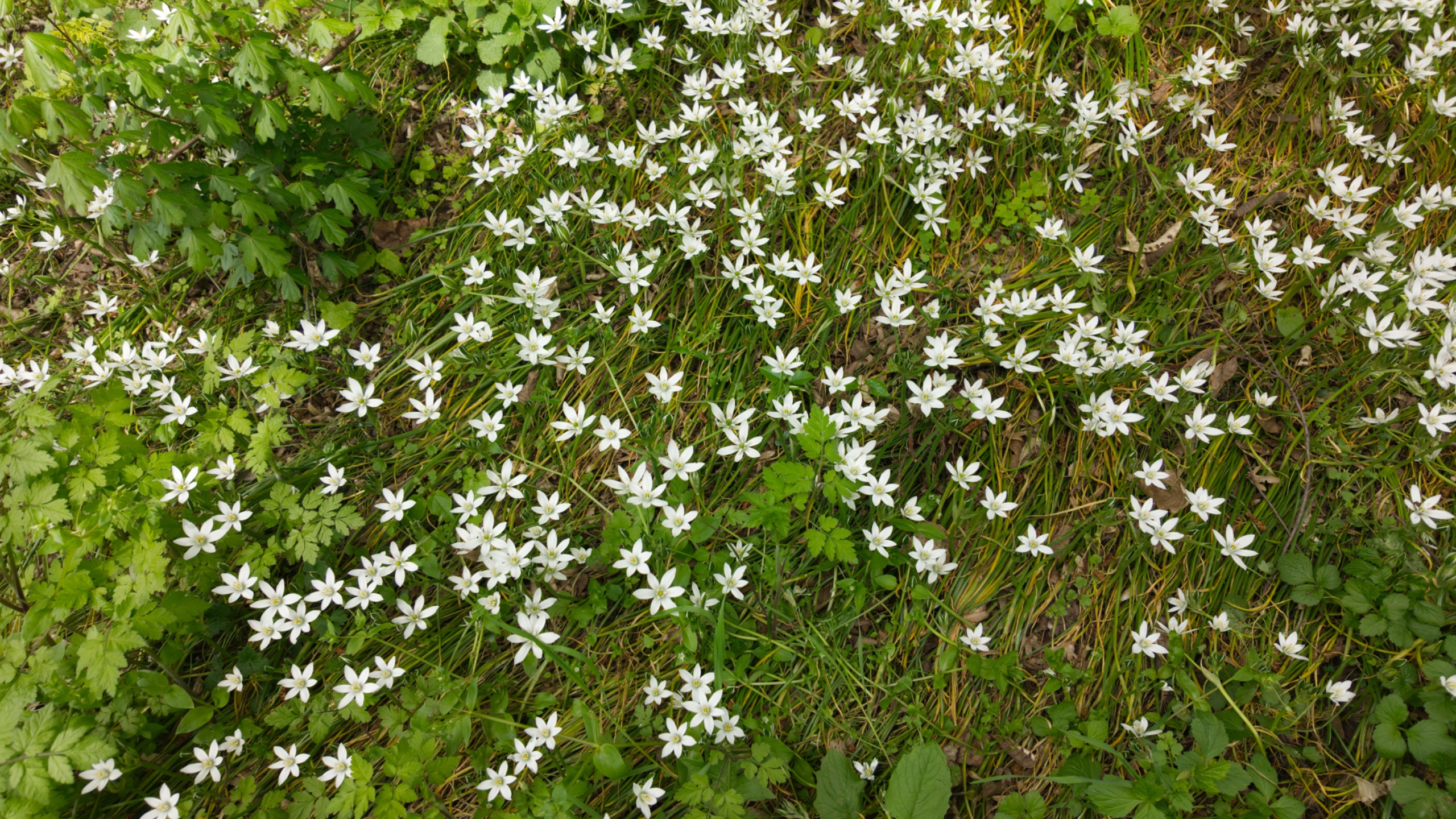Der Milchstern, Ornithogalum