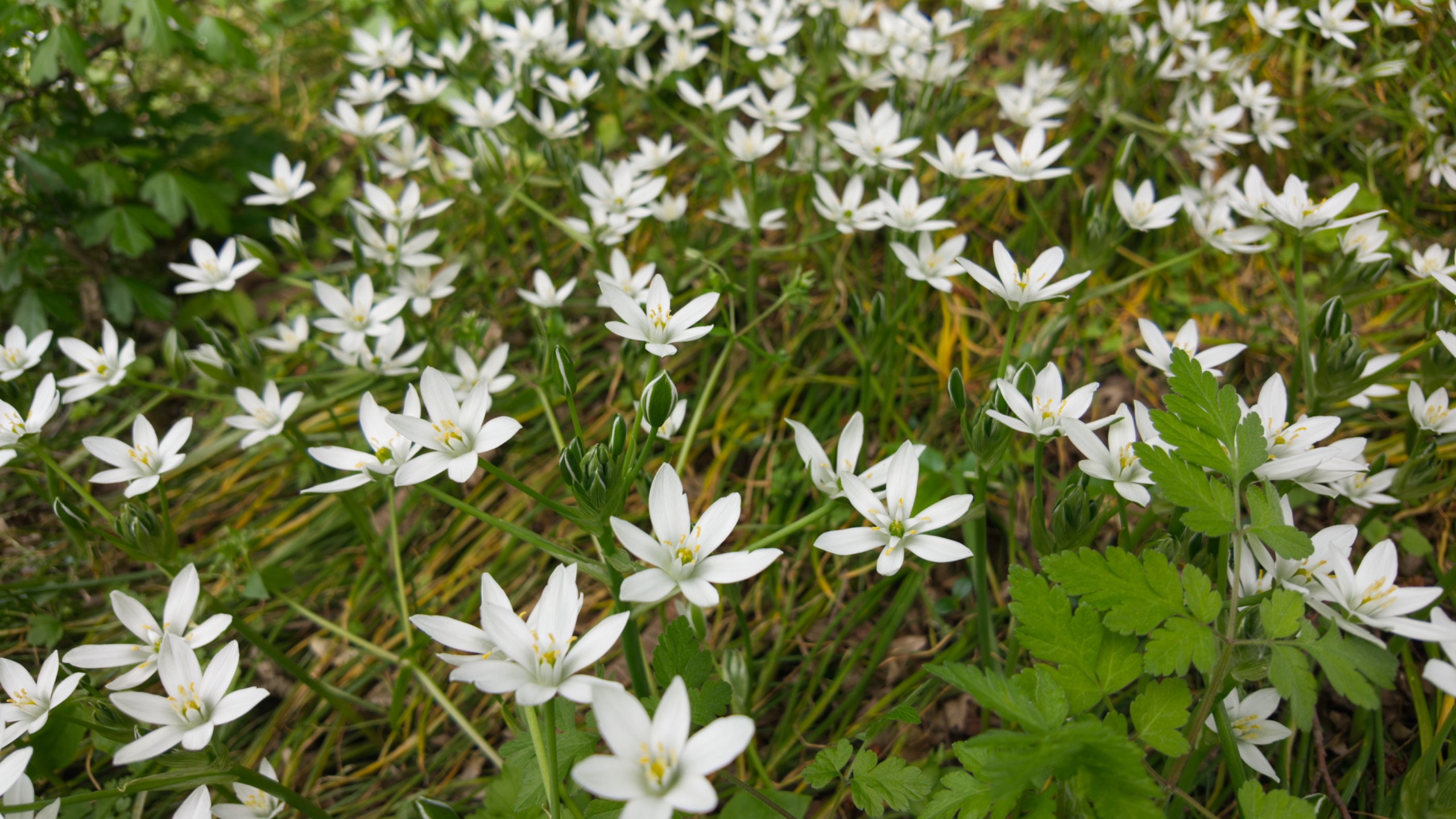 Der Milchstern, Ornithogalum