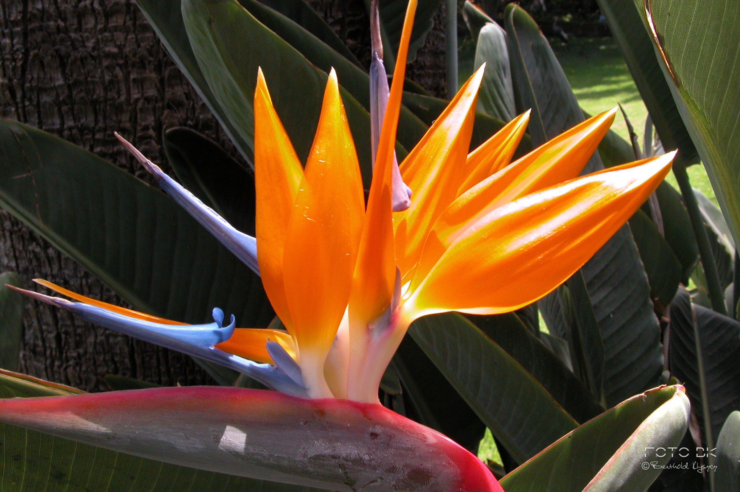 Strelitzie / Paradiesvogelblume