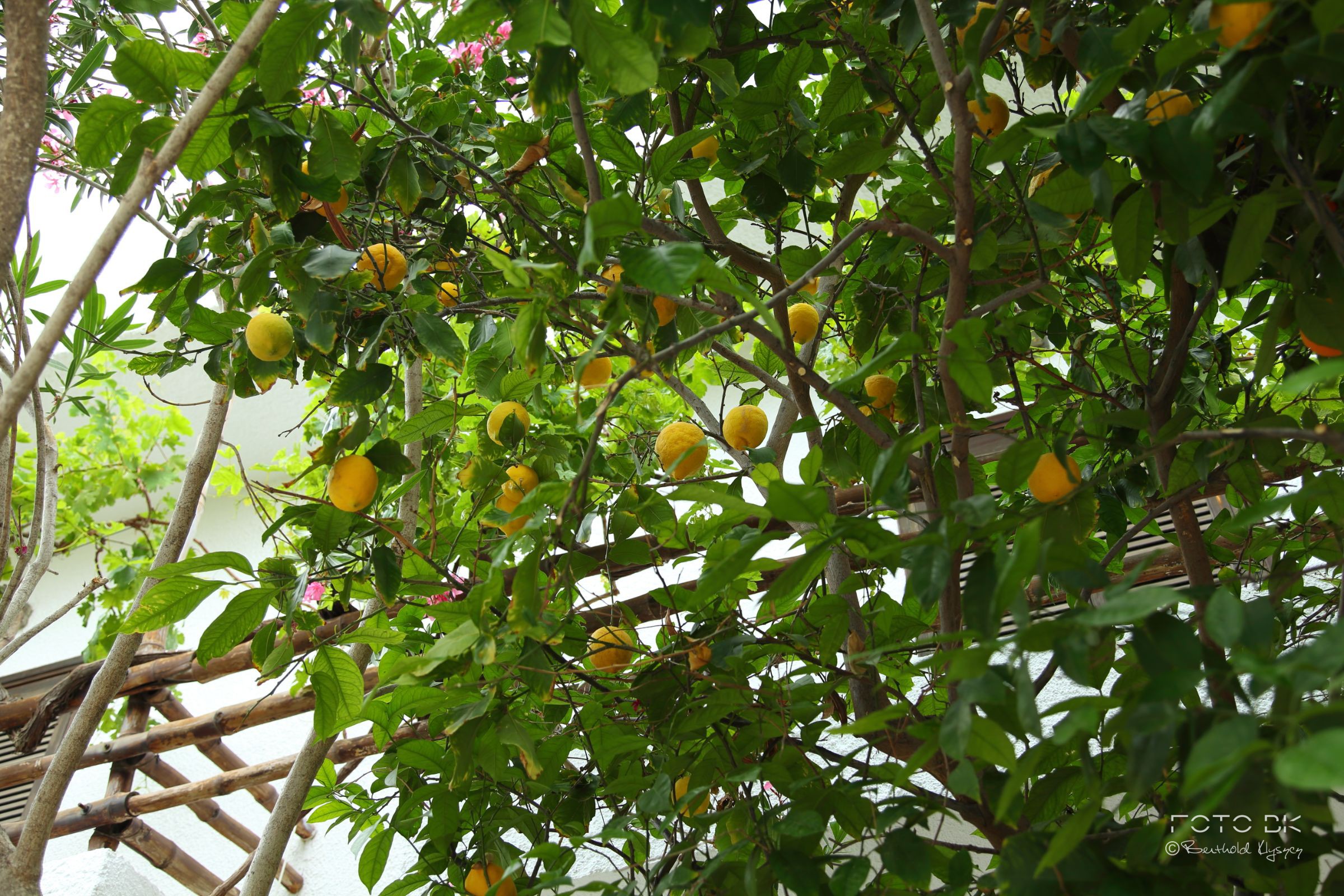 Zitronenbaum