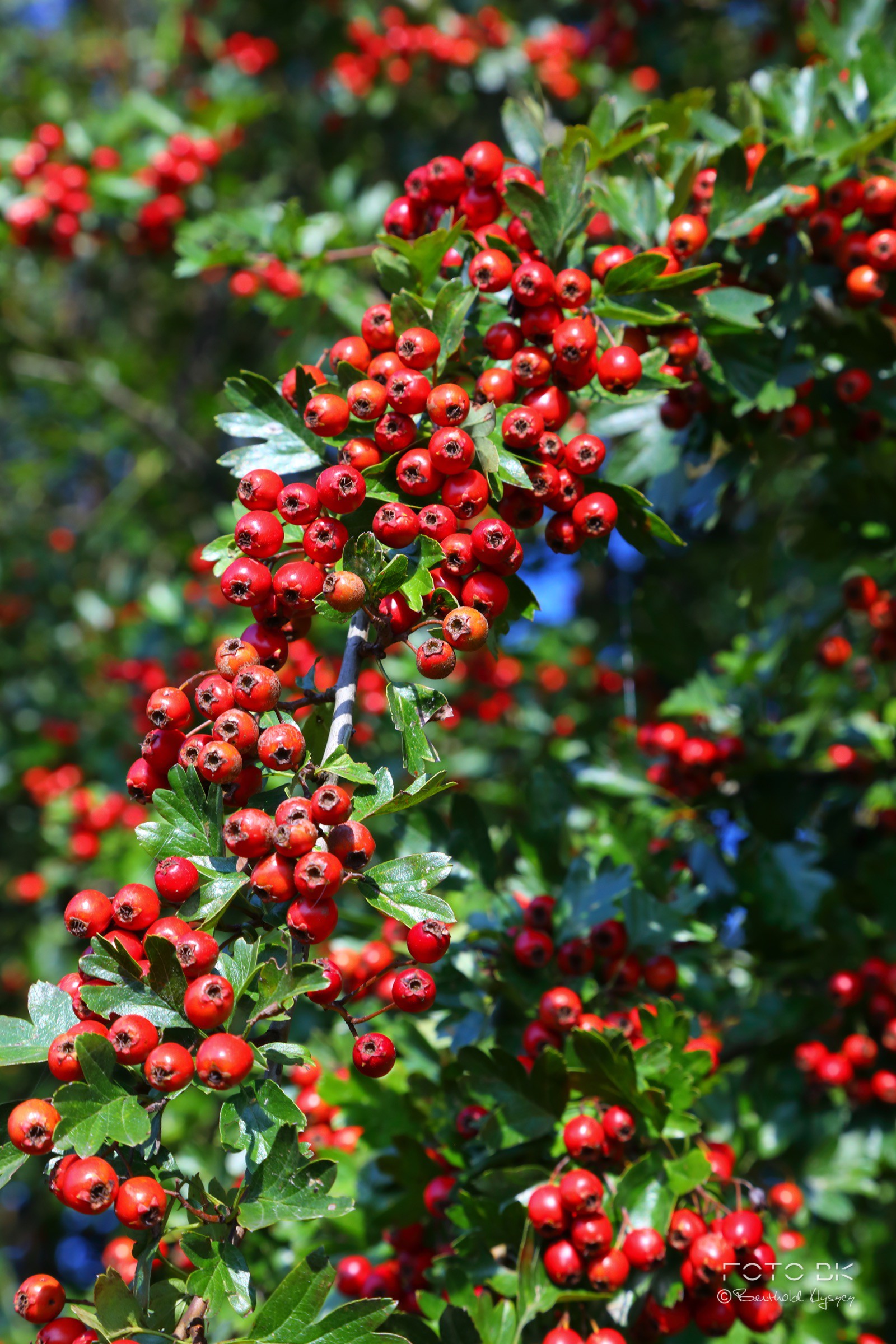 Eingriffeliger Weißdorn