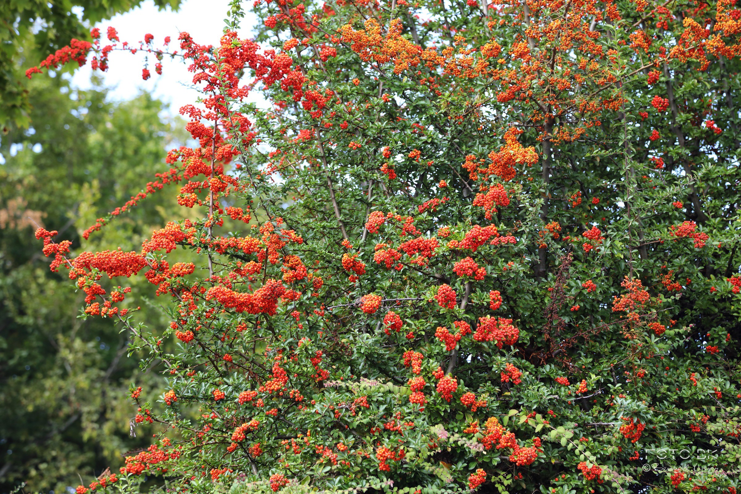 Mittelmeer-Feuerdorn