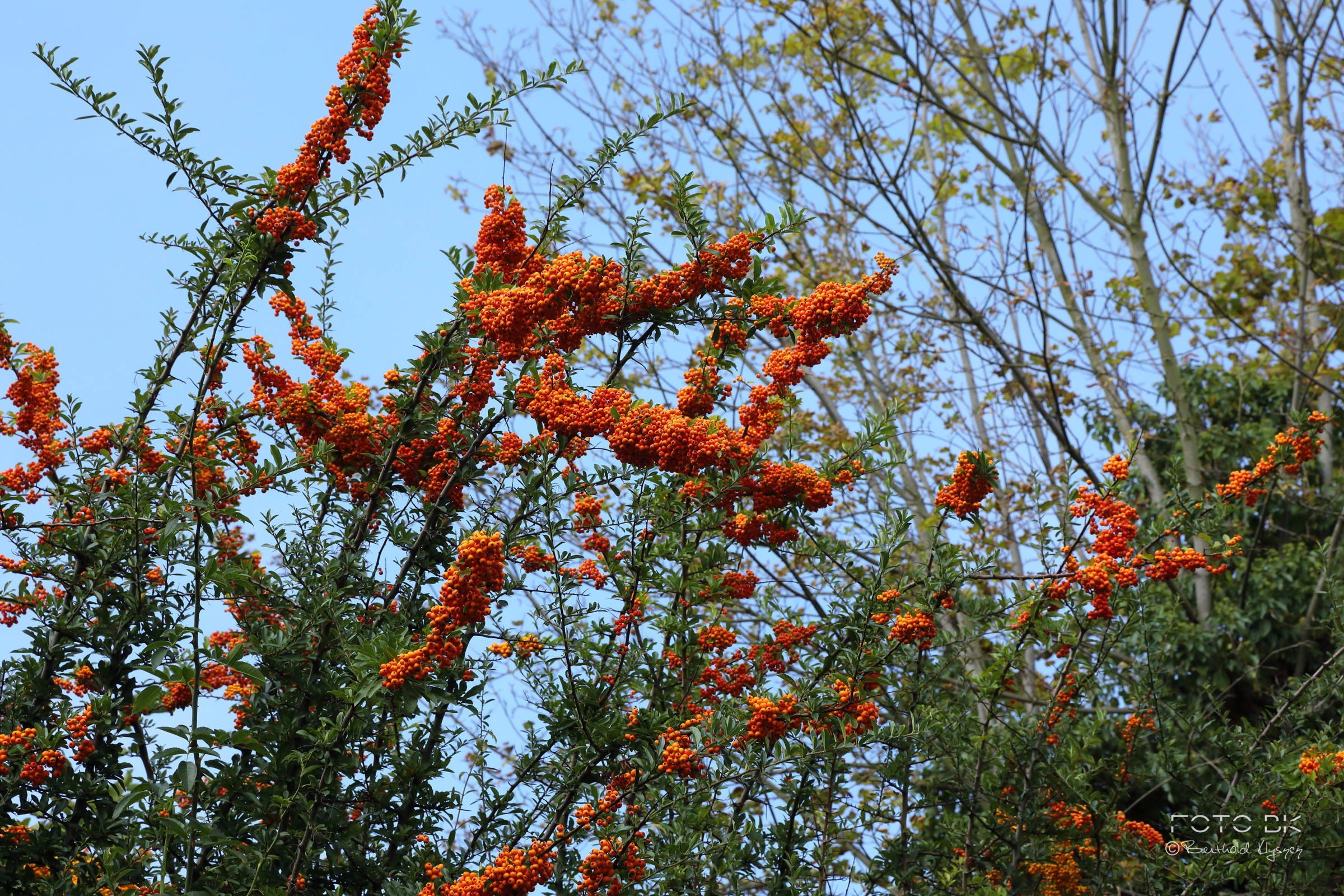 Mittelmeer-Feuerdorn