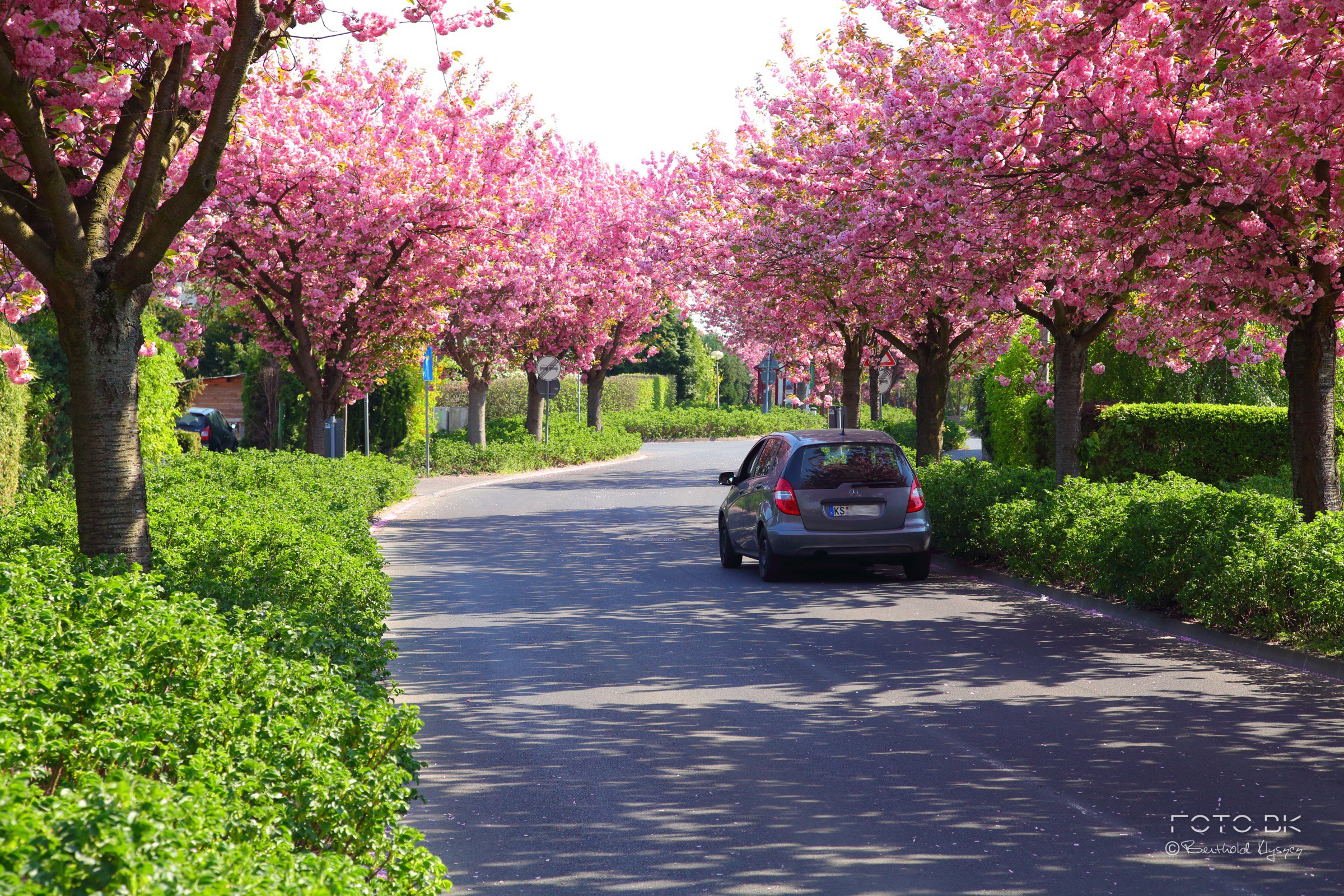 Japanische Blütenkirsche