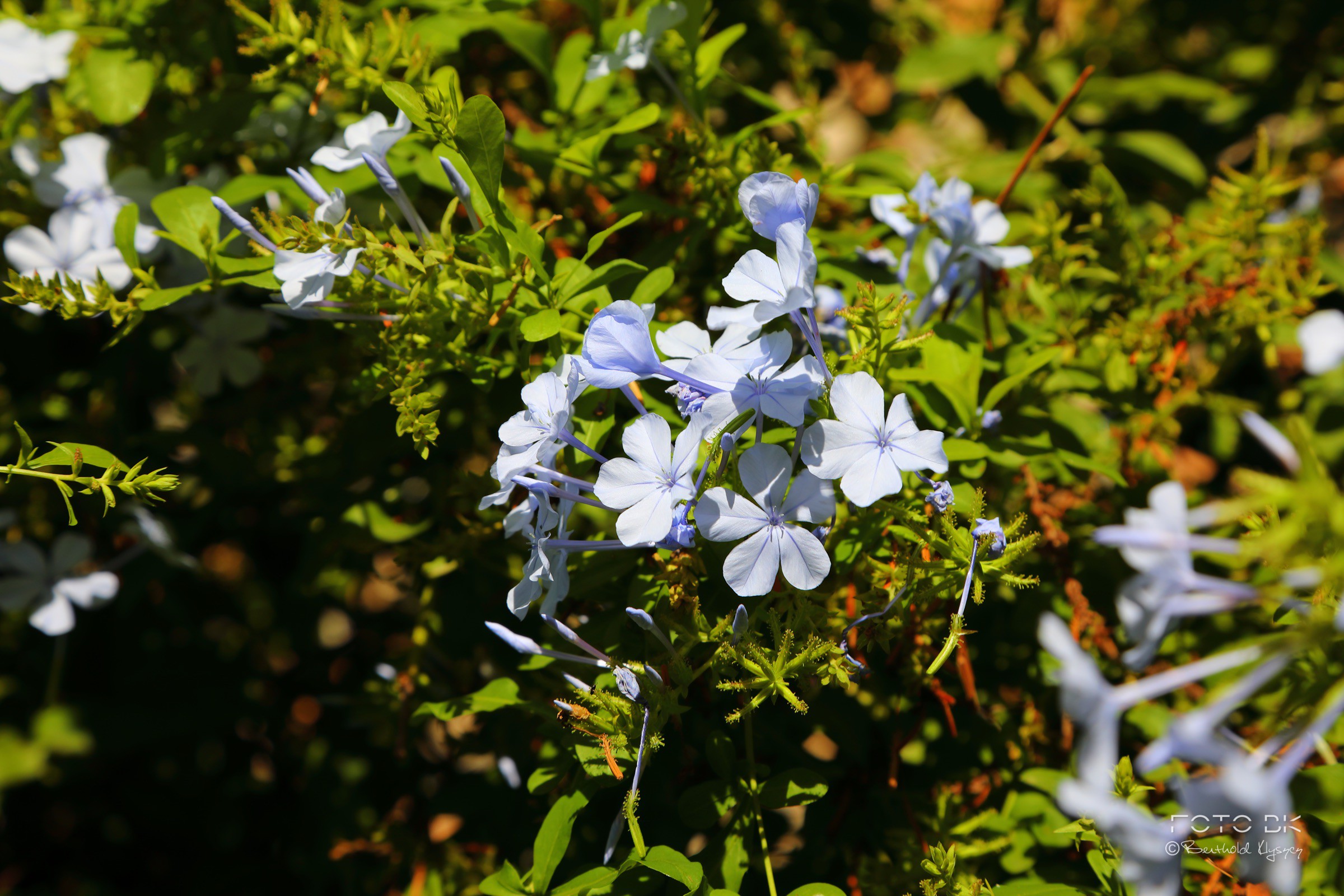 Kapländische Bleiwurz