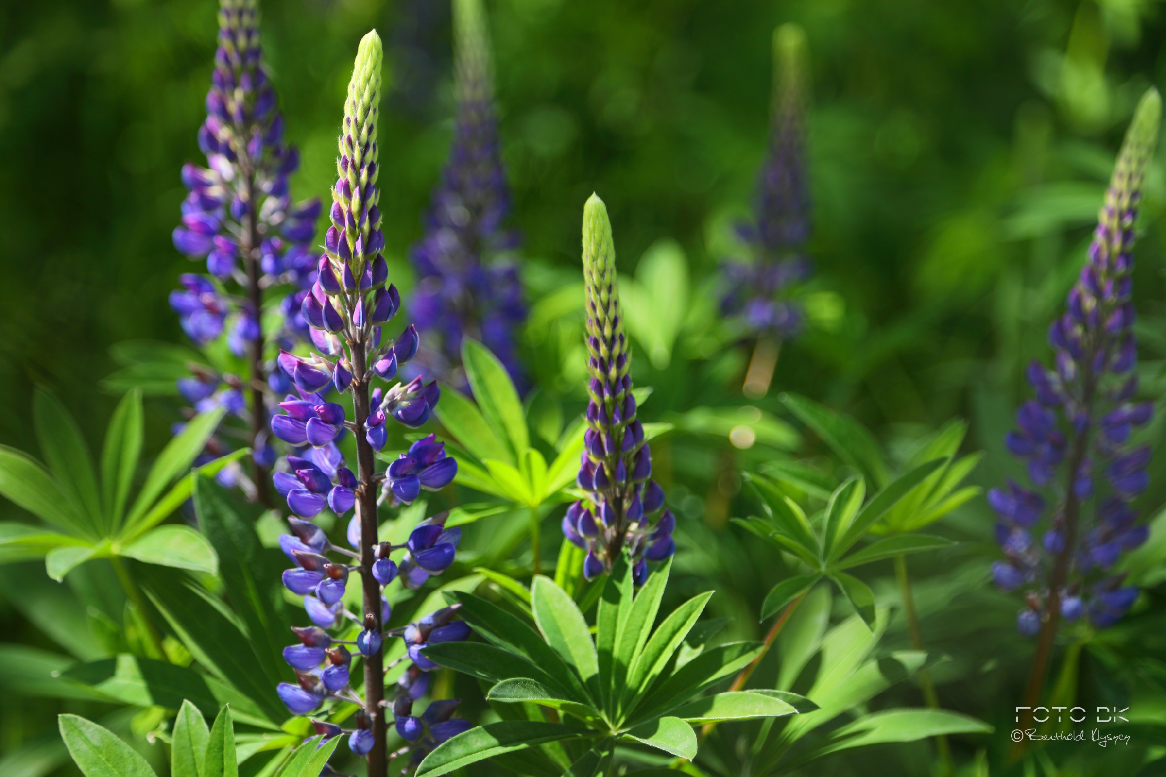 Vielblättrige Lupine