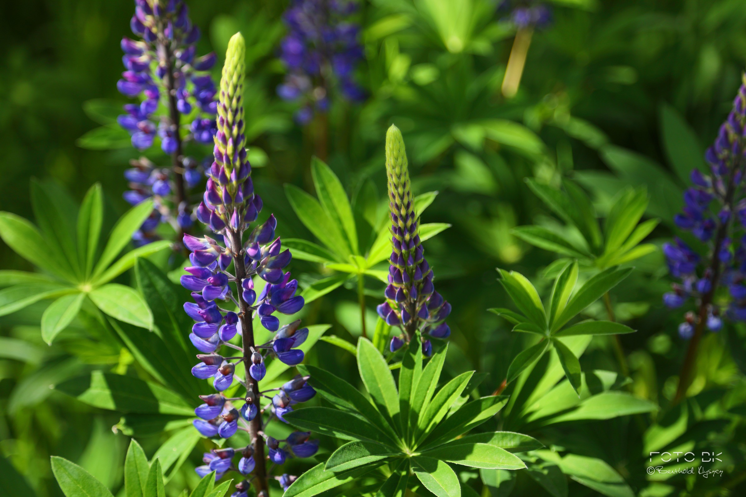 Vielblättrige Lupine