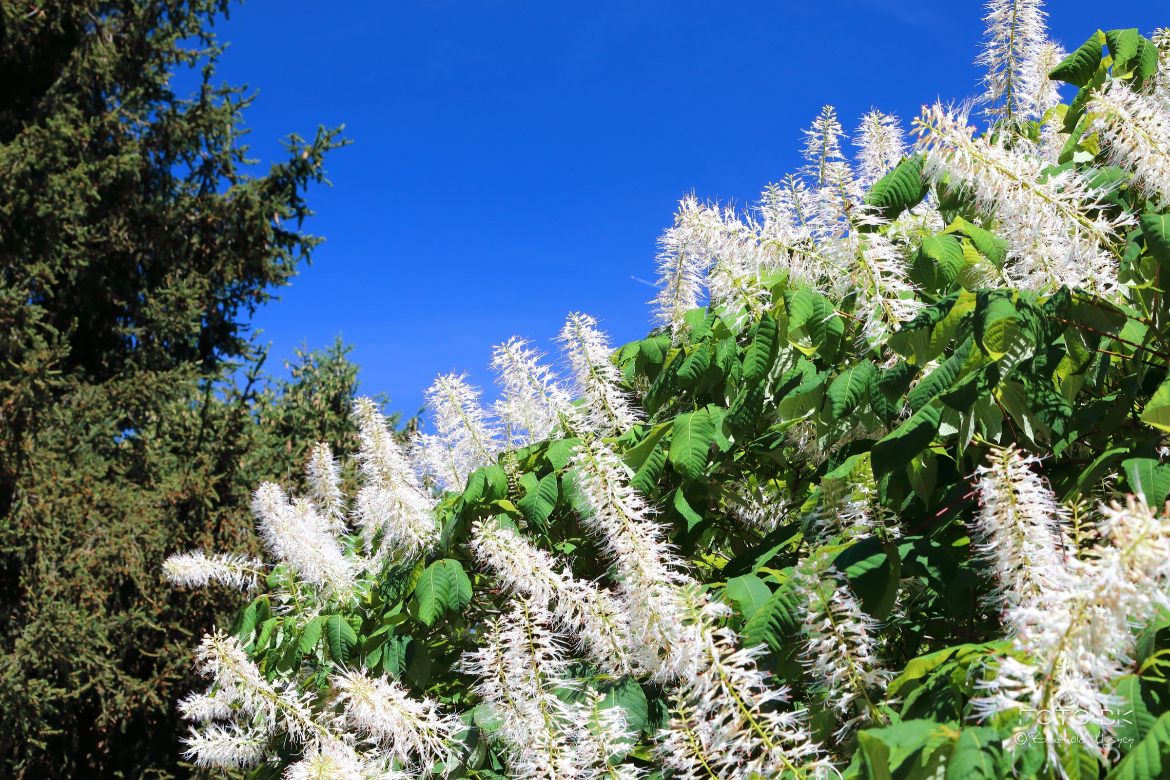 Strauch-Rosskastanie