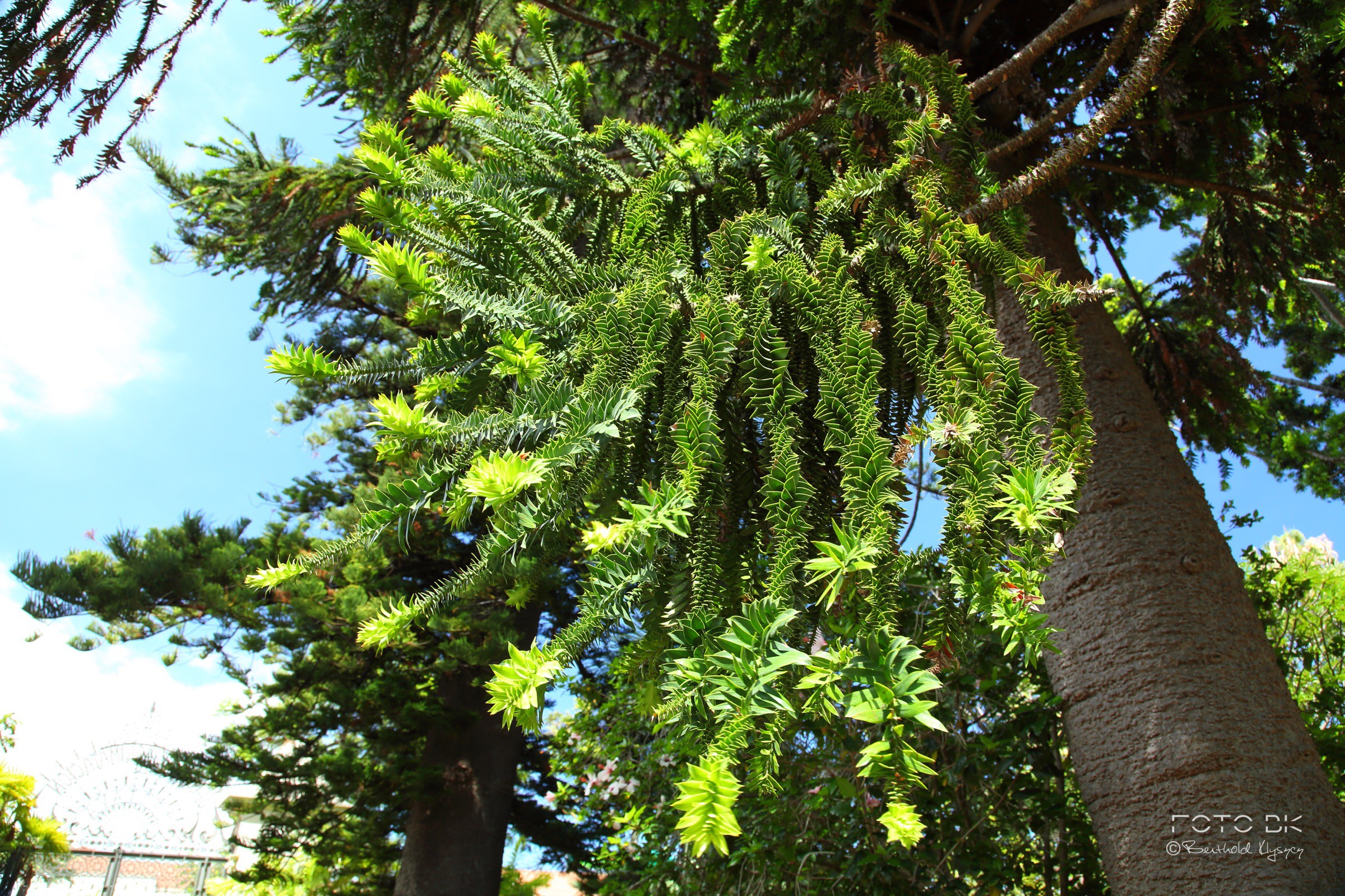 Queensland-Araukarie