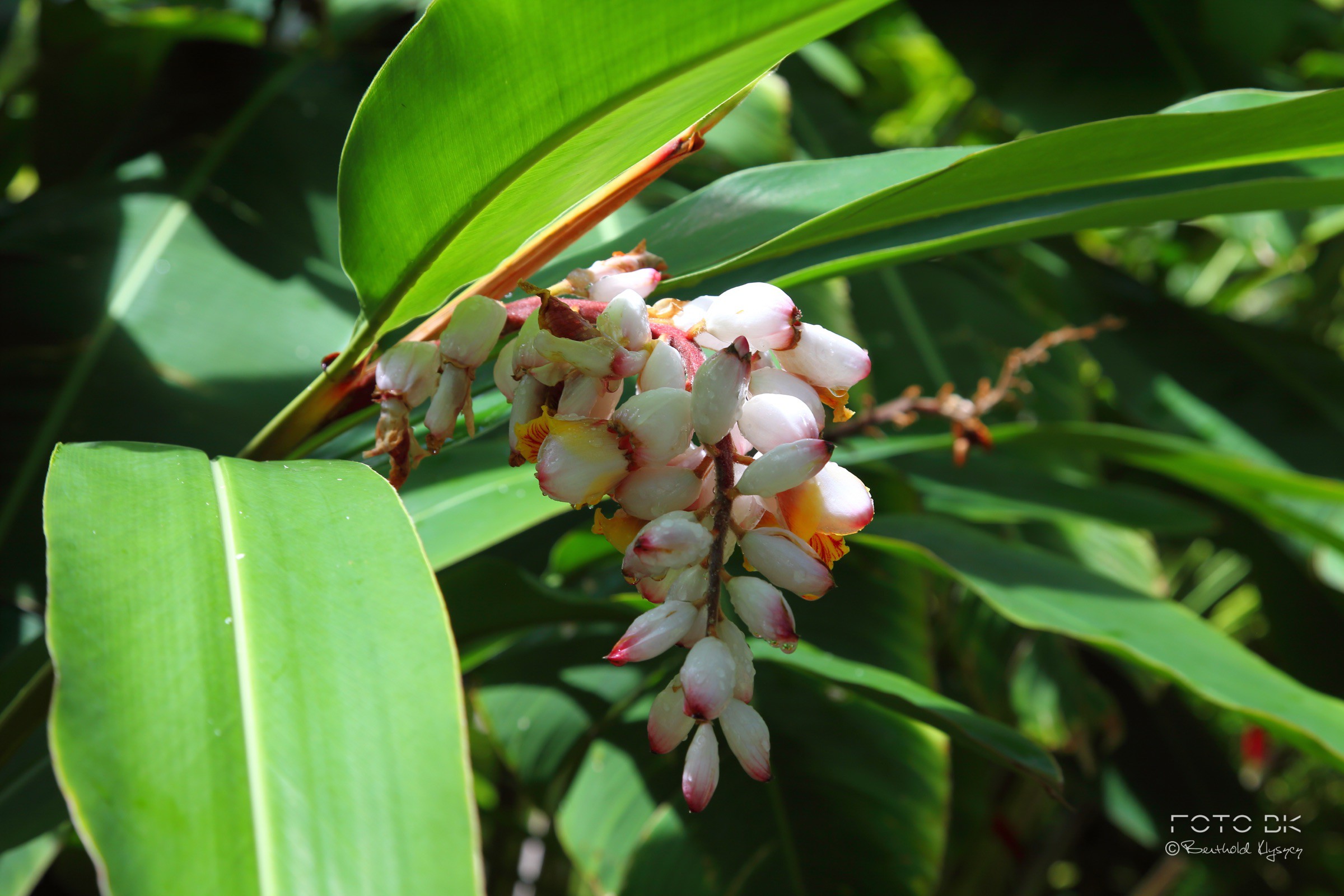 Alpinia zerumbet