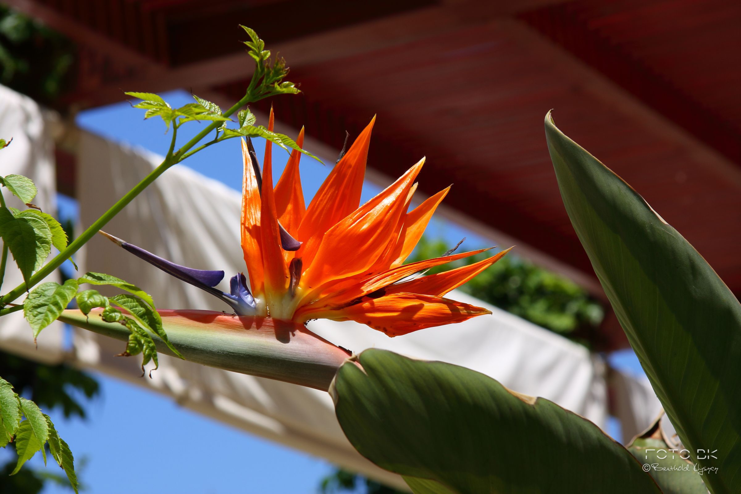 Strelitzie / Paradiesvogelblume