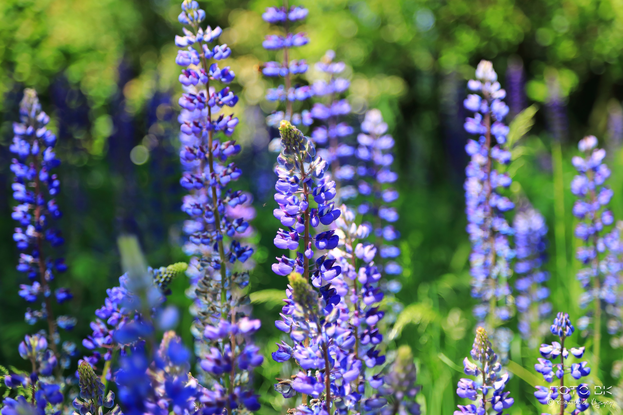 Vielblättrige Lupine