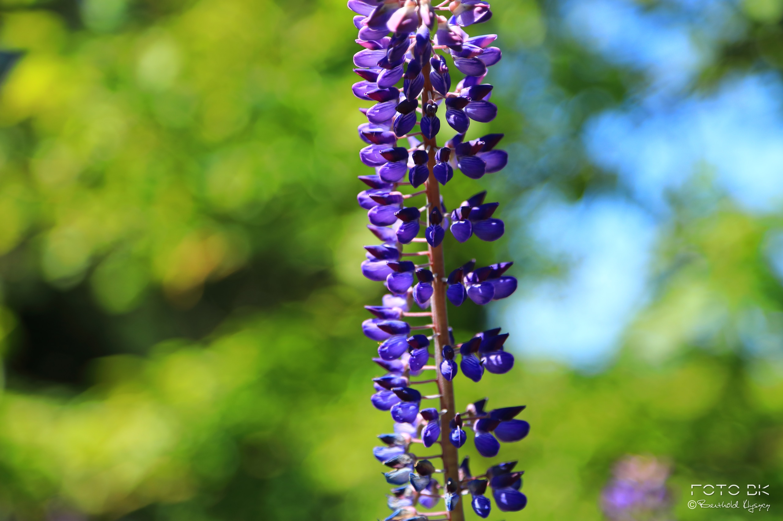 Vielblättrige Lupine