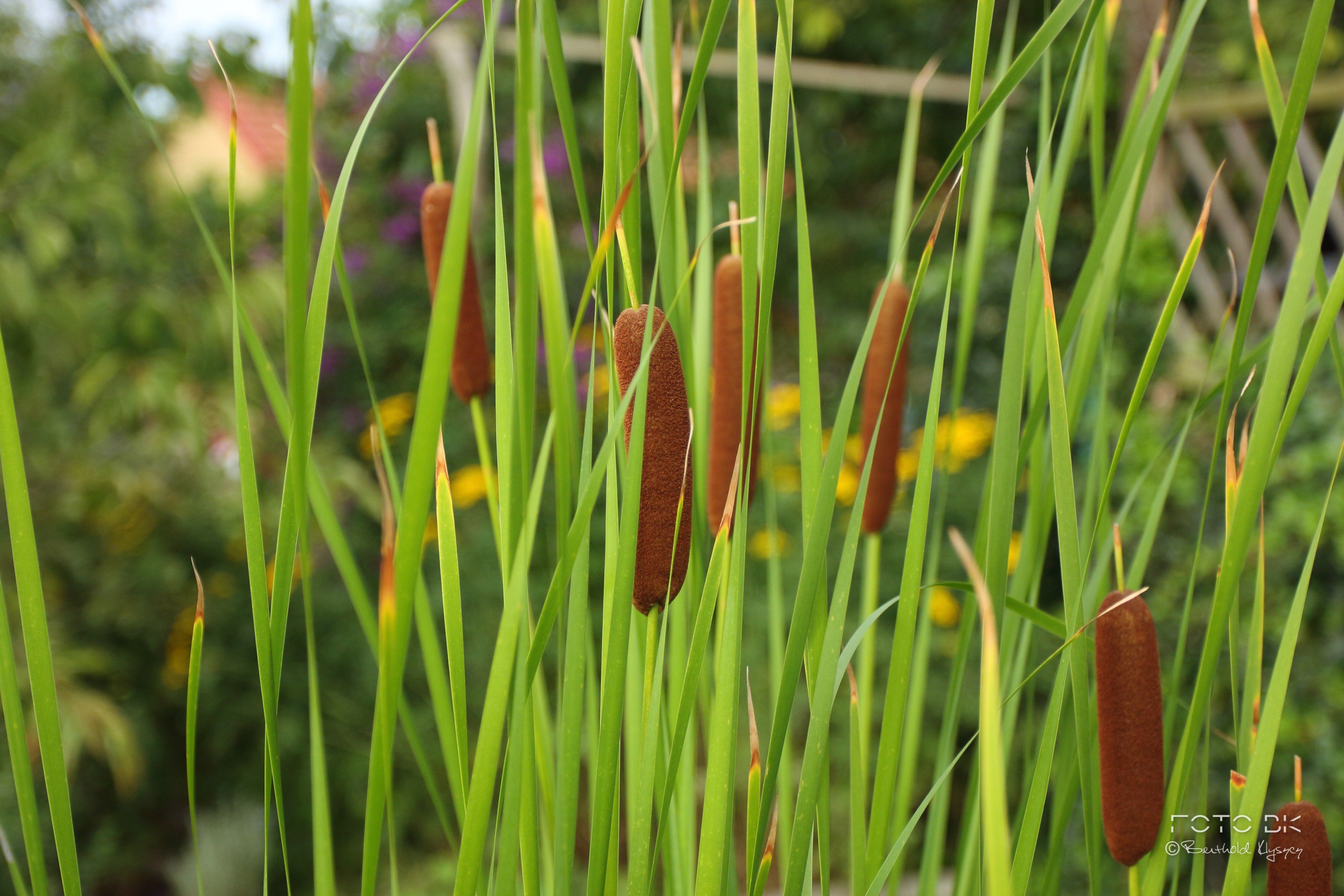 Schmalblättriger Rohrkolben