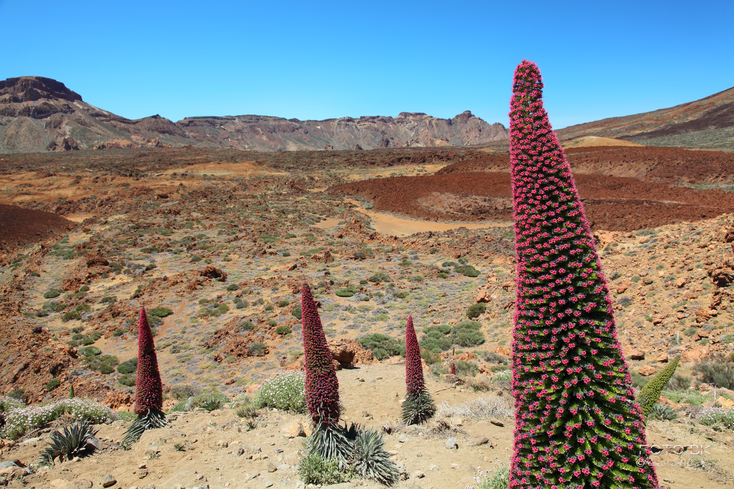 Wildprets Natternkopf (Echium wildpretii)