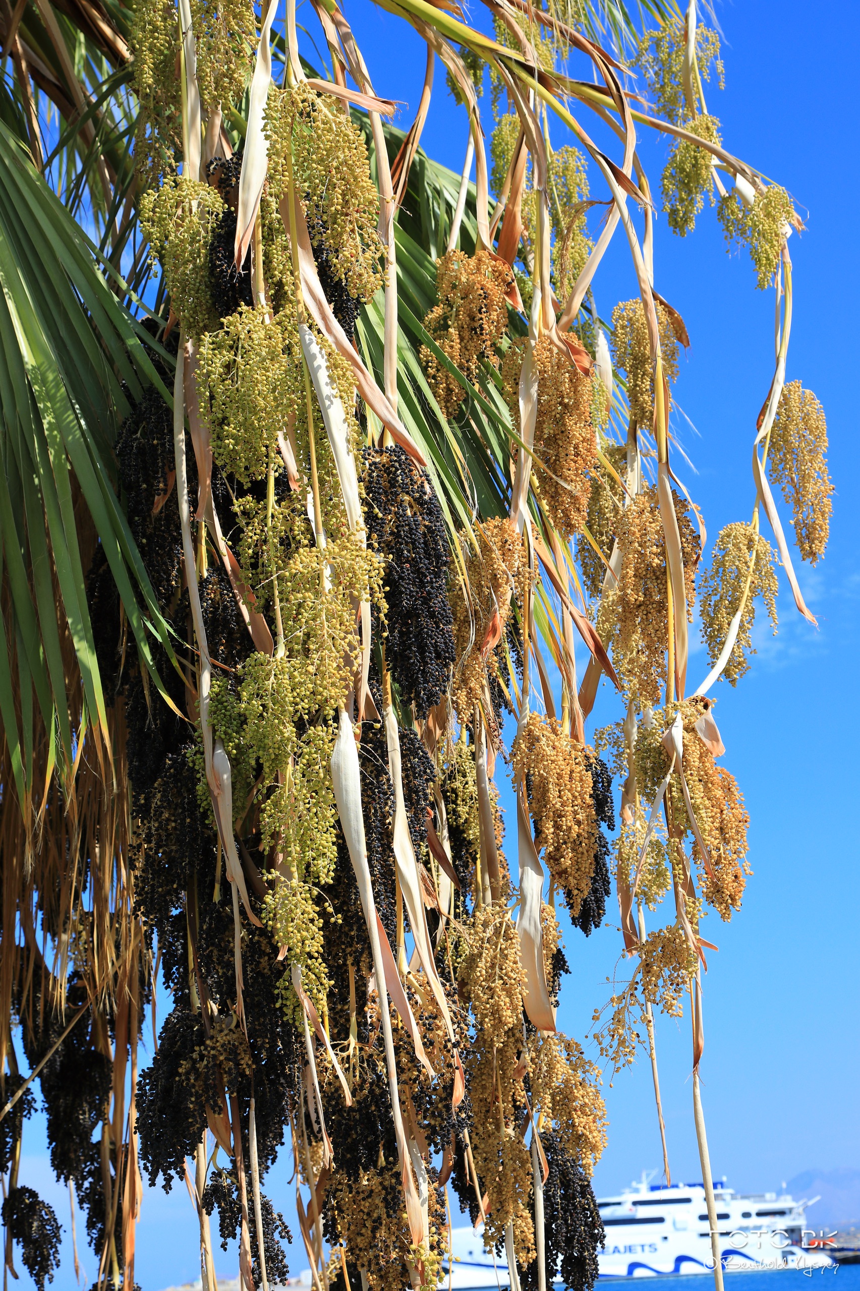 Mexikanische Washingtonpalme