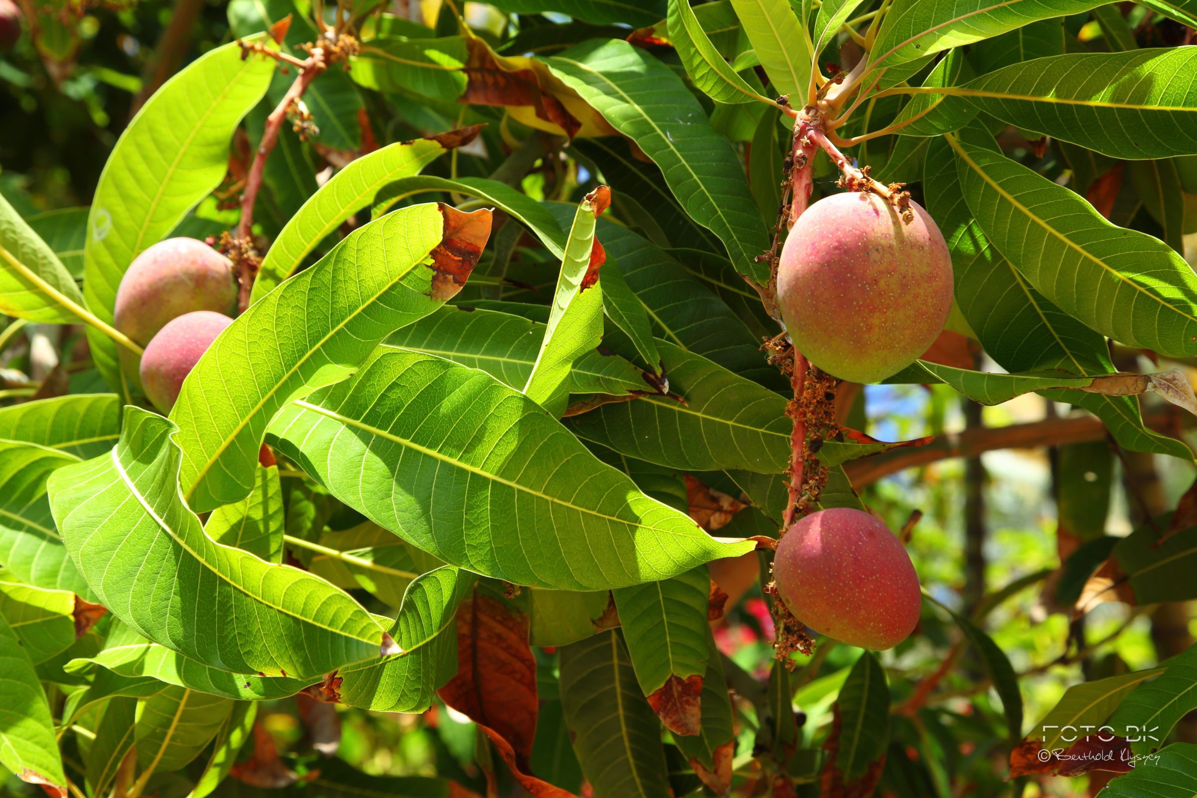 Mango-Baum