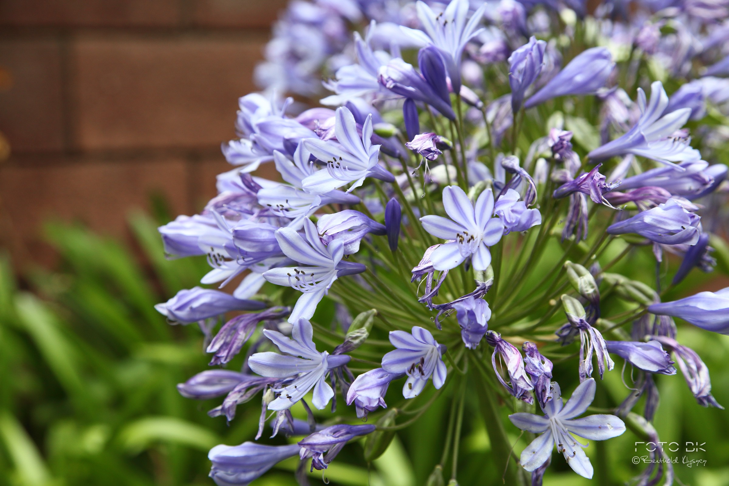 Afrikanische Schmucklilie