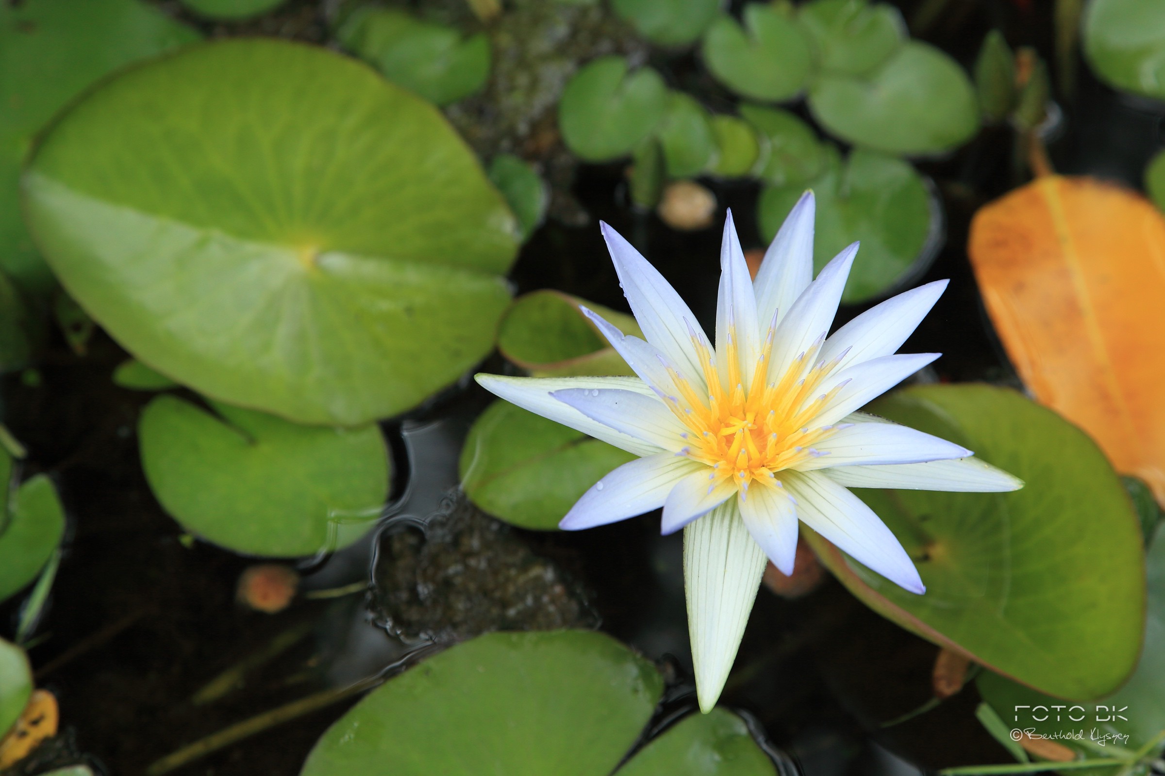 Nymphaea caerulea ( Blauer Lotus )