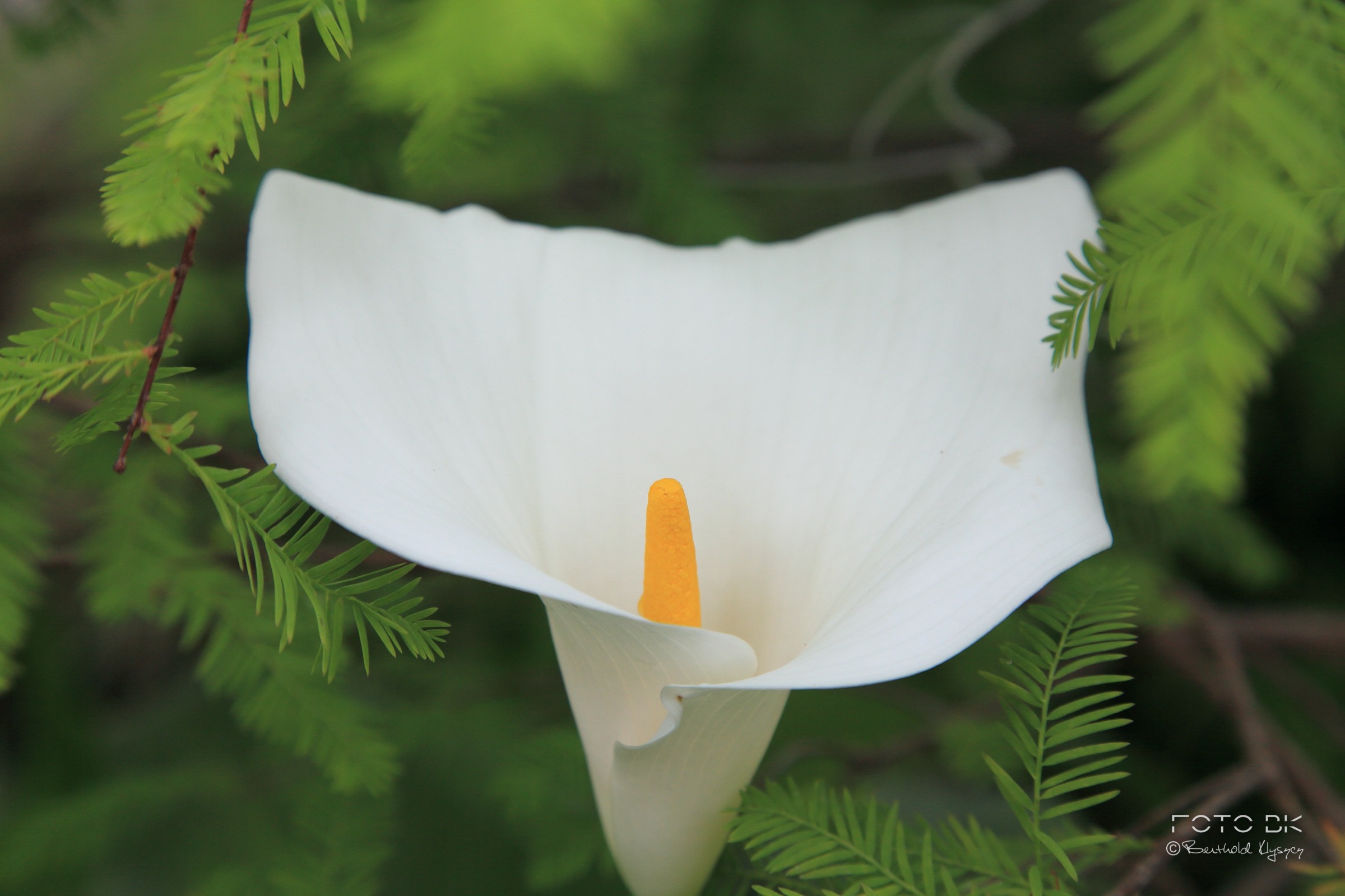 Zantedeschien / Calla