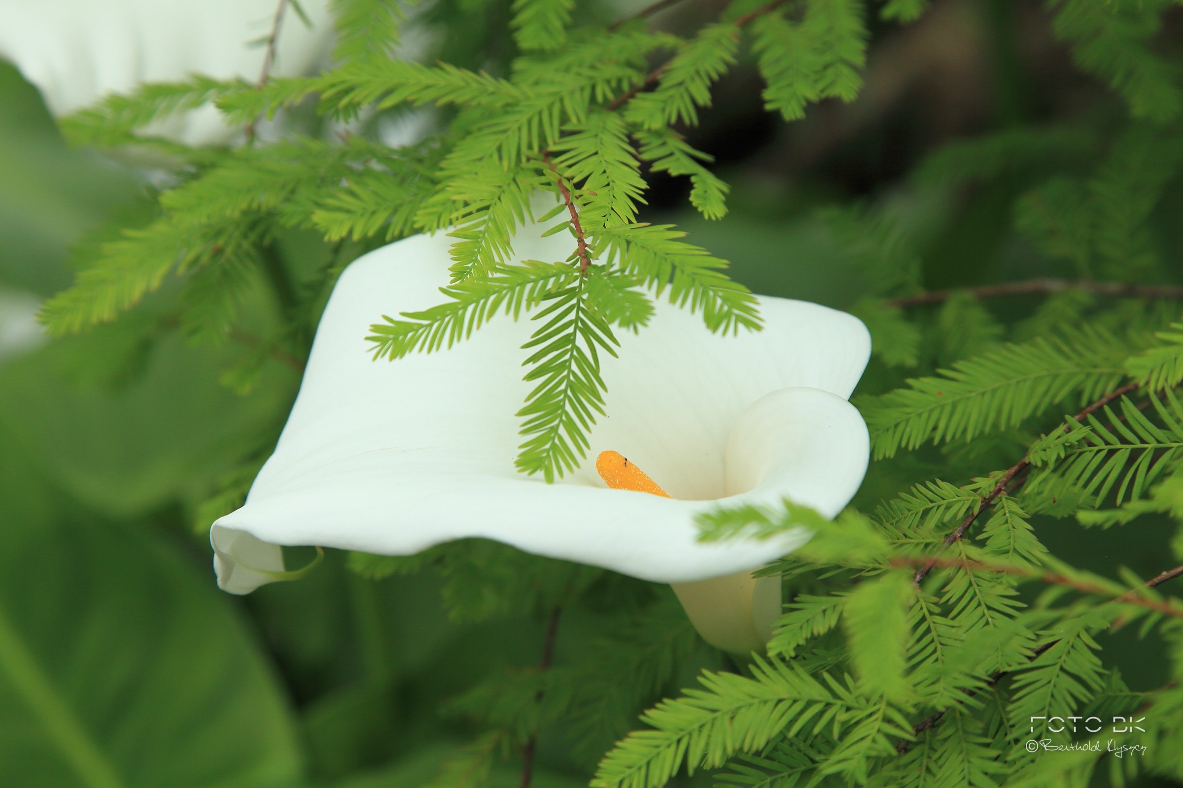 Zantedeschien / Calla