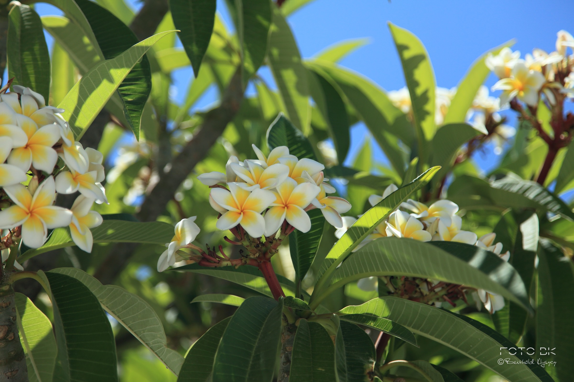 Frangipani / Plumeria