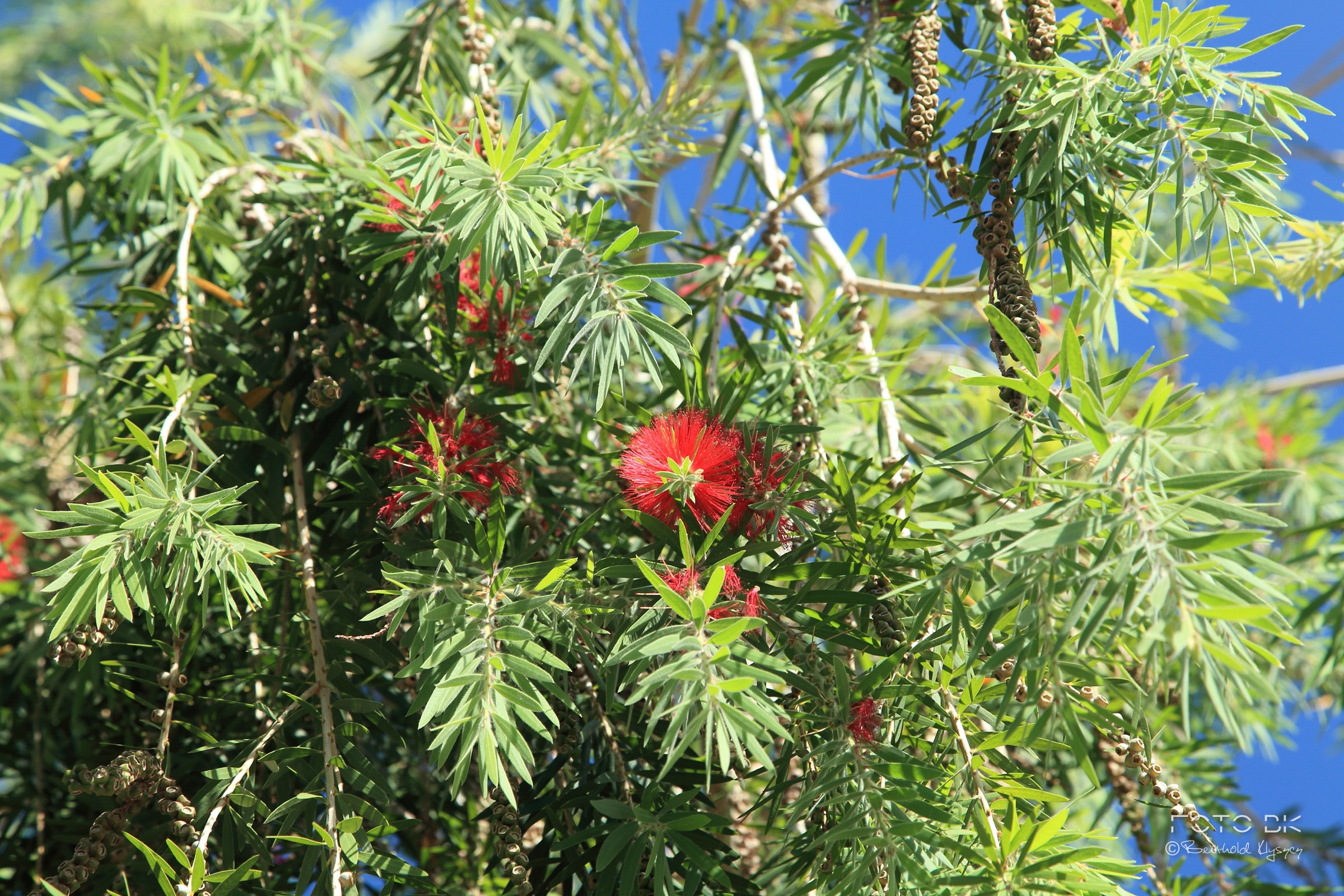 Kaminroter Zylinderputzer, Myrtengewächse