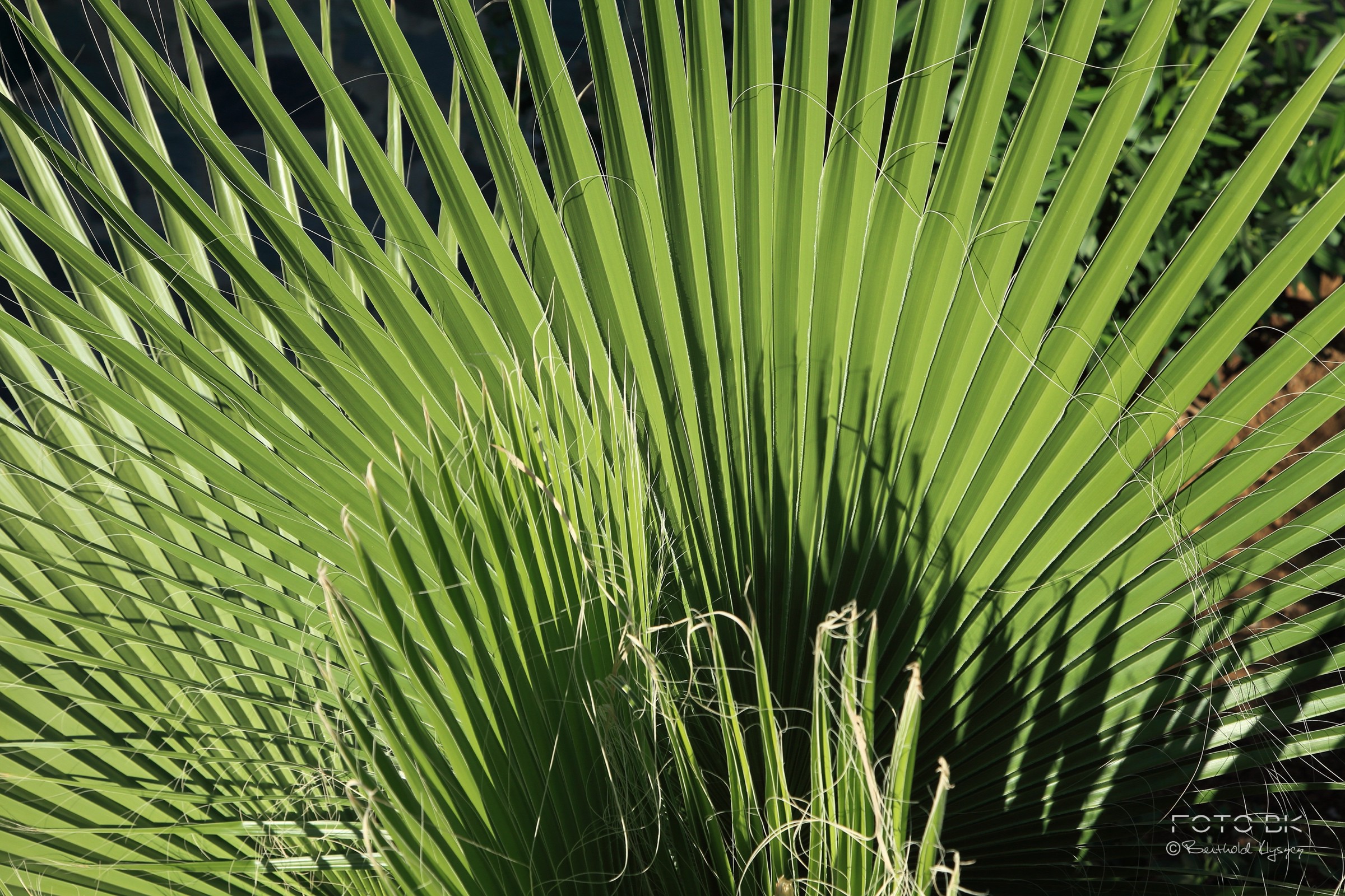 Petticoat-Palme / Mexikanische Washington-Palme