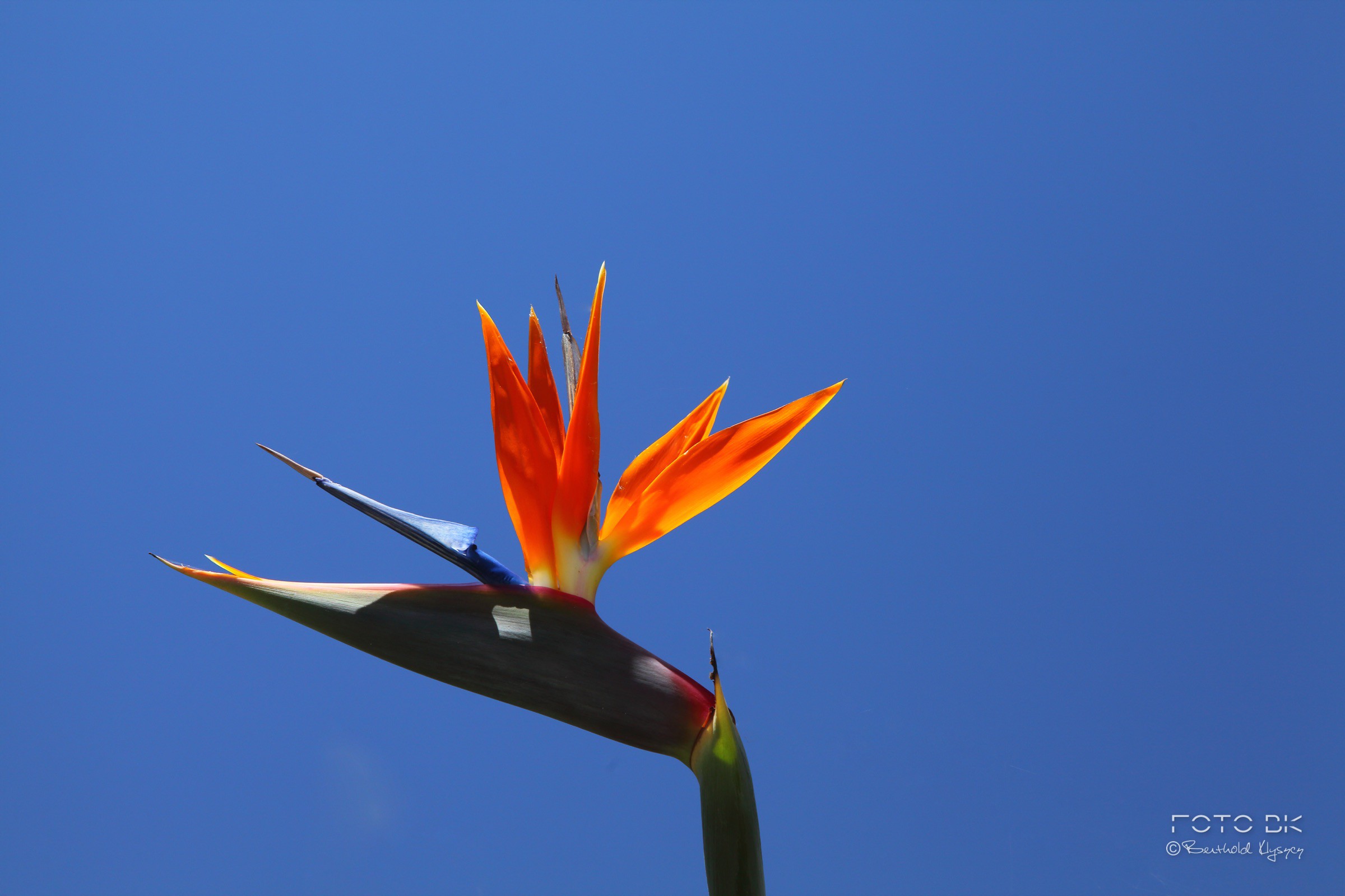 Strelitzie / Paradiesvogelblume