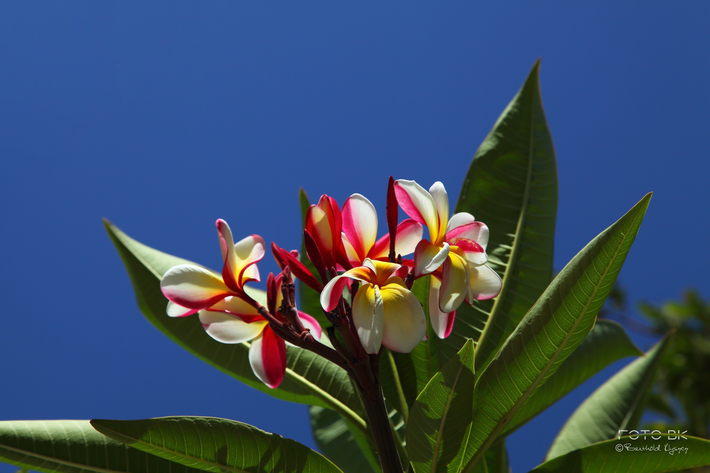 Frangipani / Plumeria