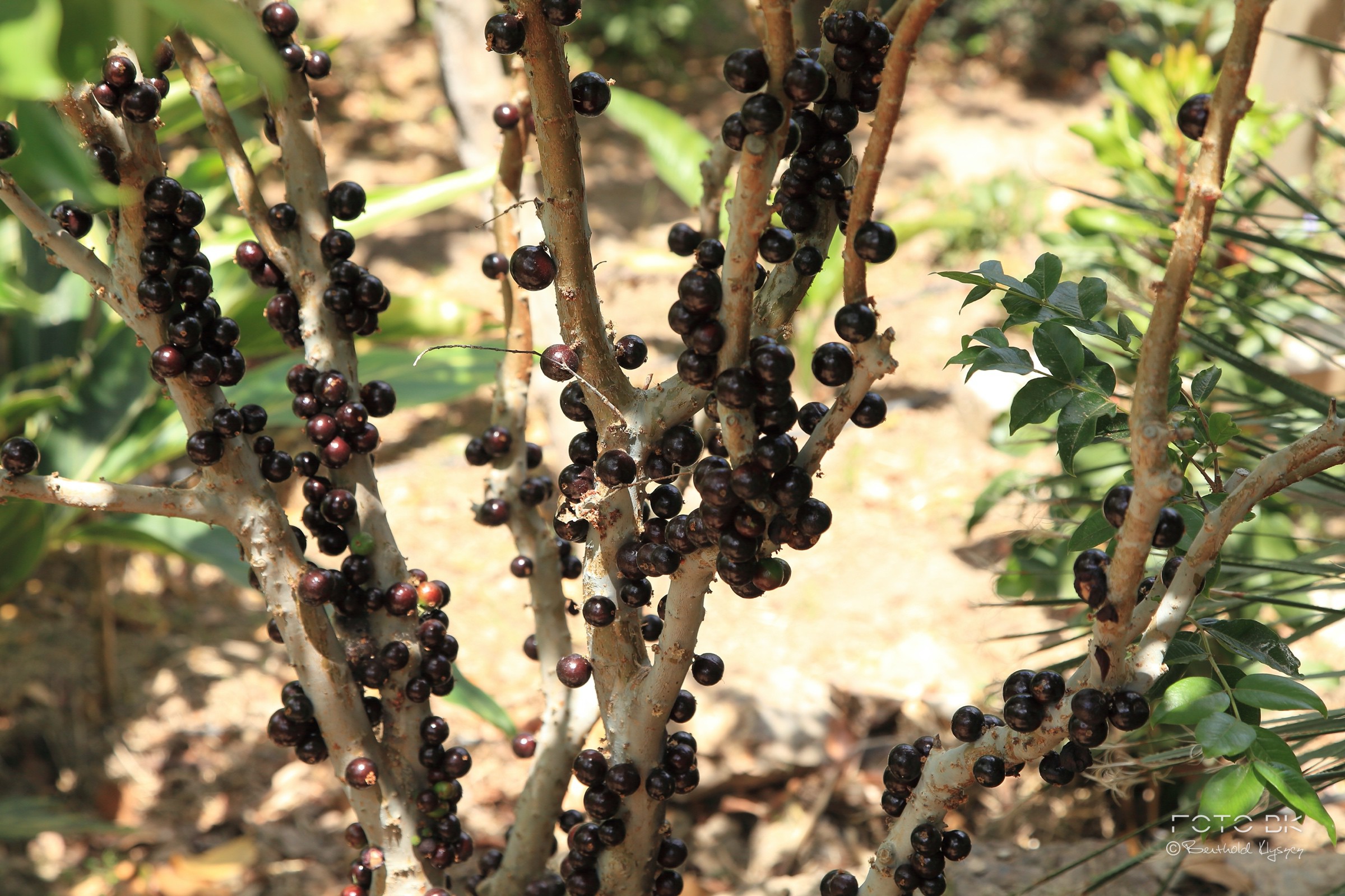 Baumstammkirsche / Jaboticaba