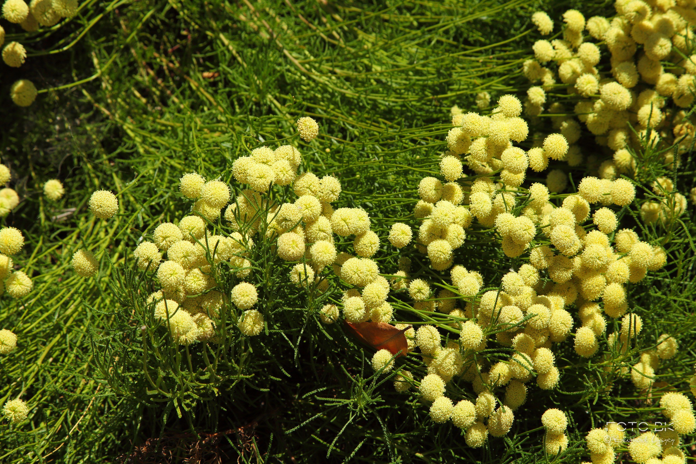 Heiligenkraut (Zypressenkraut)