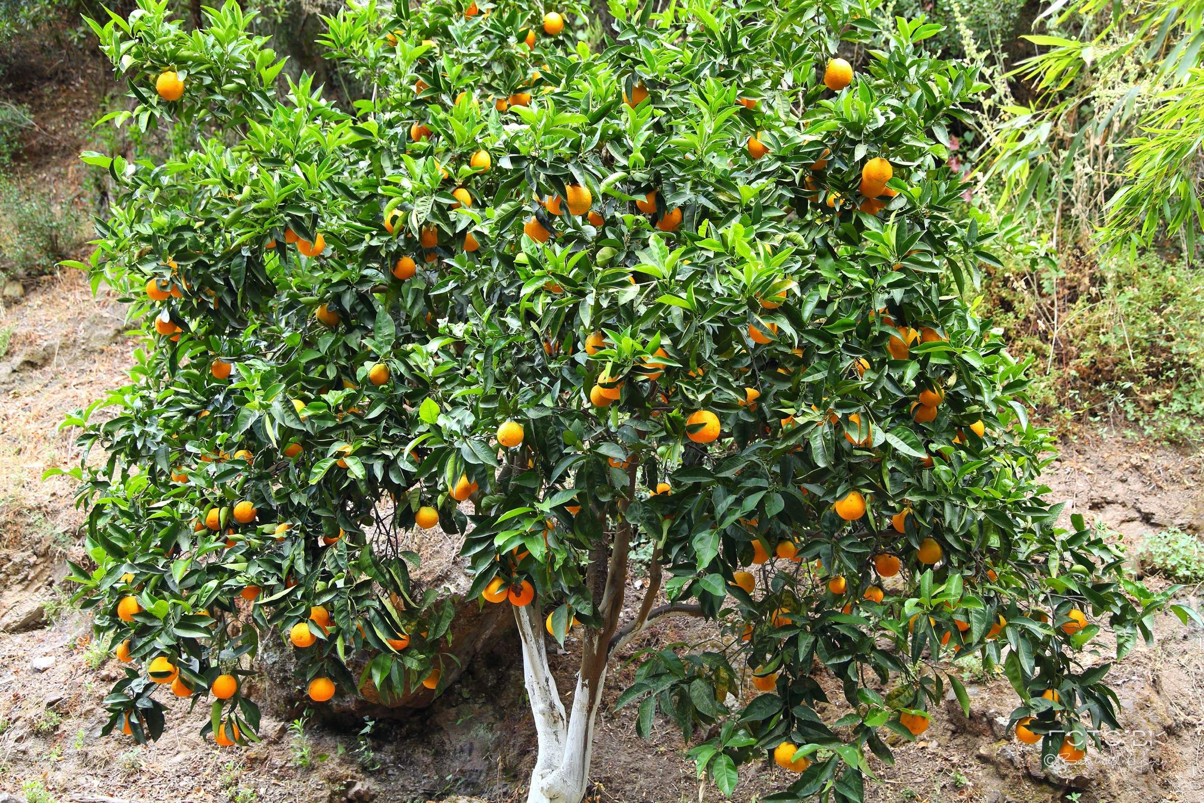 Mandarinenbaum / Mandarine