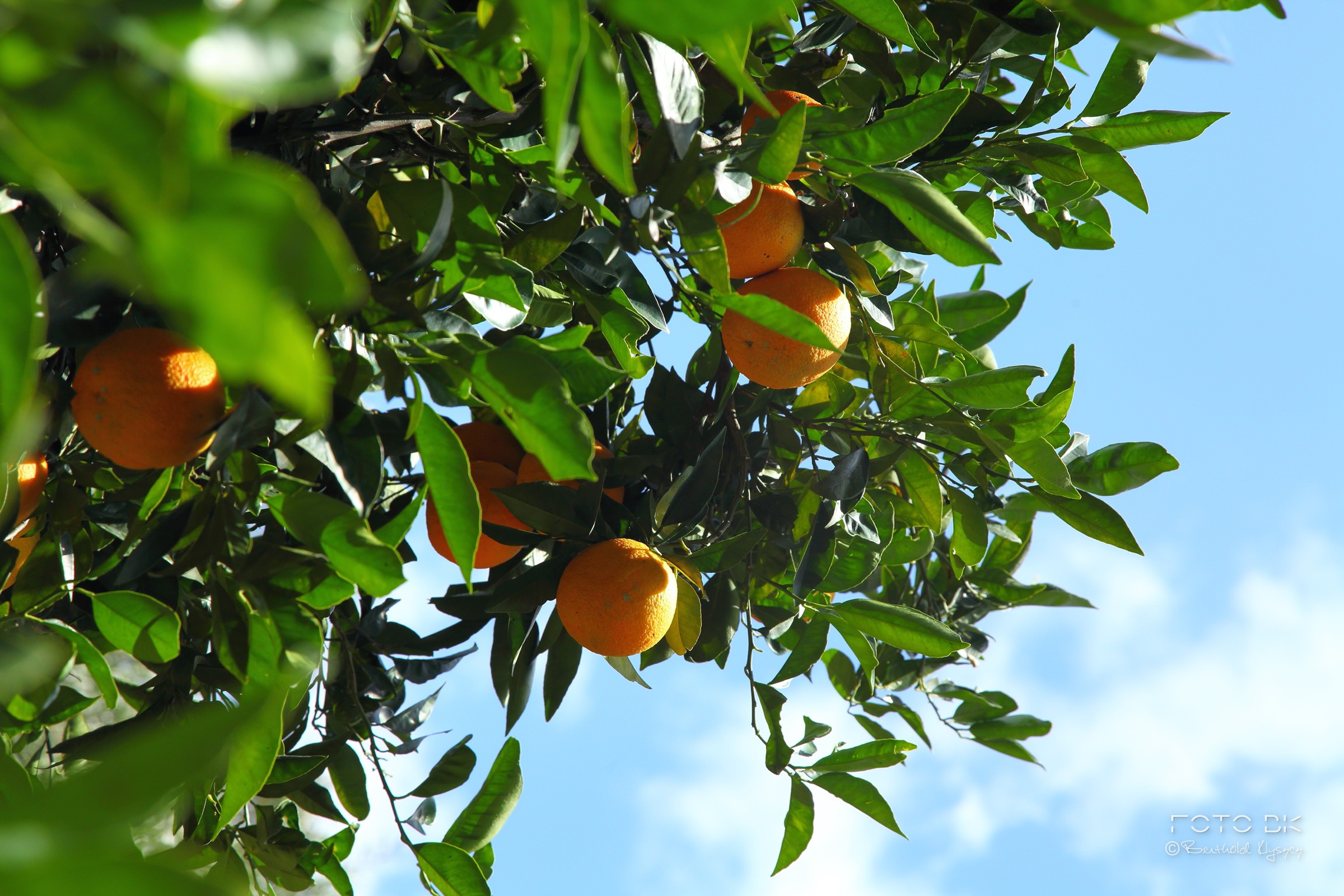 Mandarinenbaum / Mandarine