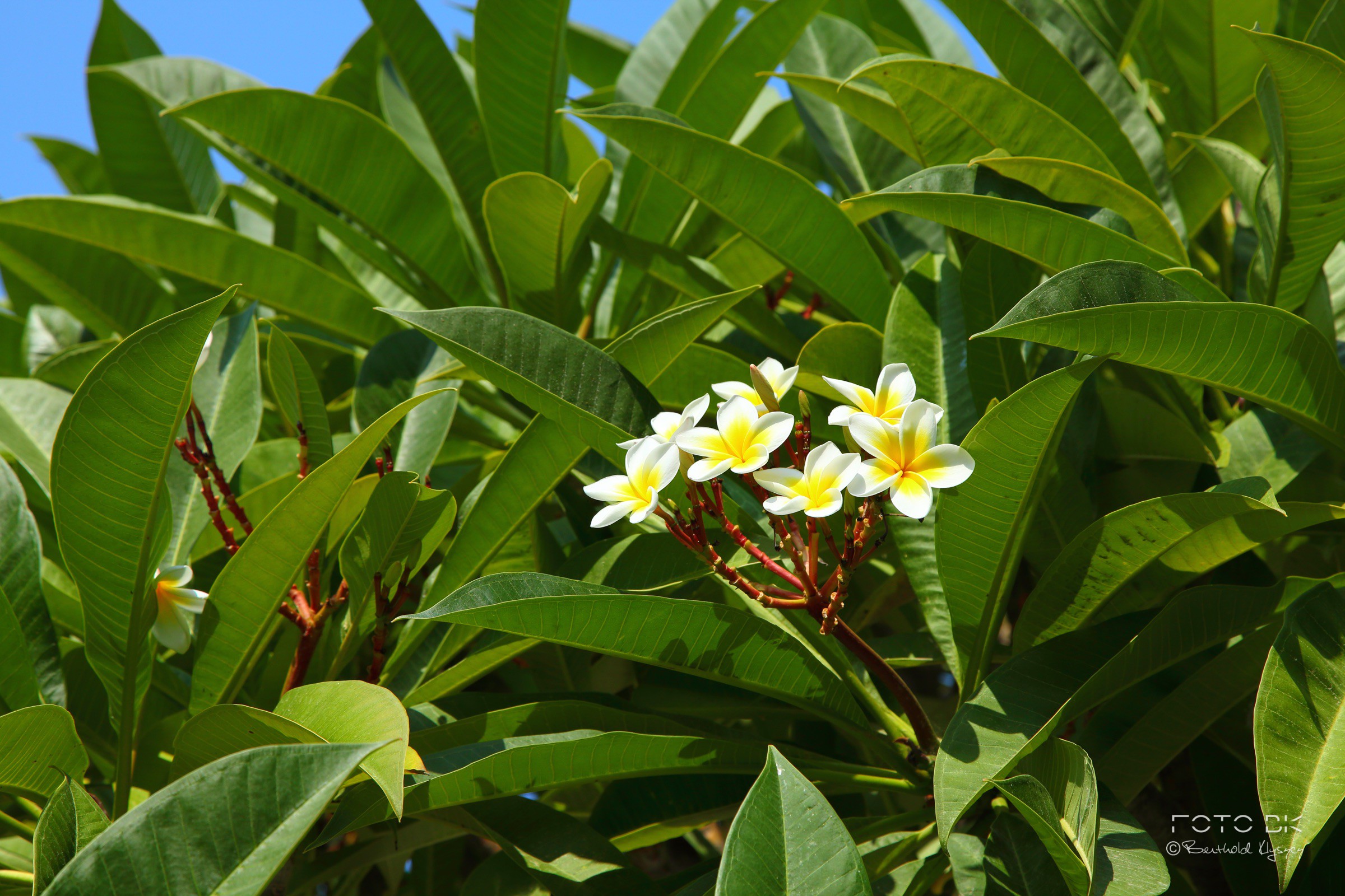 Frangipani / Plumeria