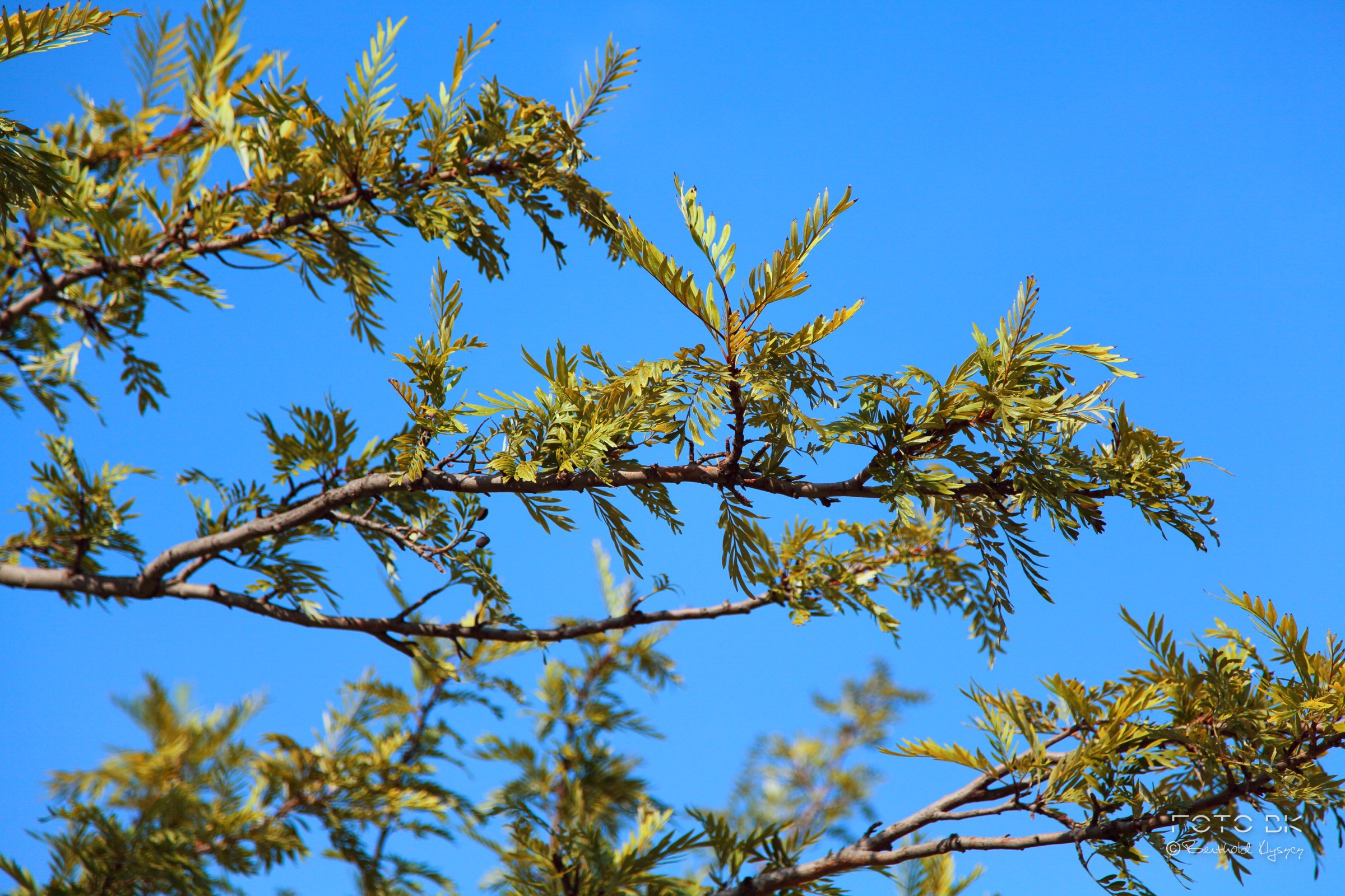 Australischer Silberstrauch