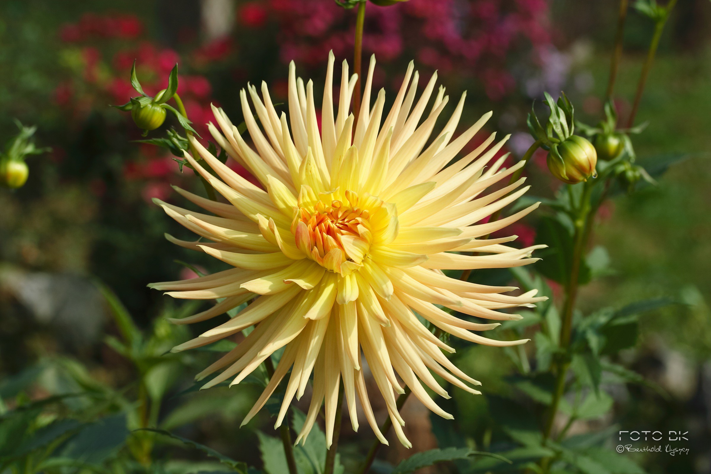 Großfiedrige Dahlie