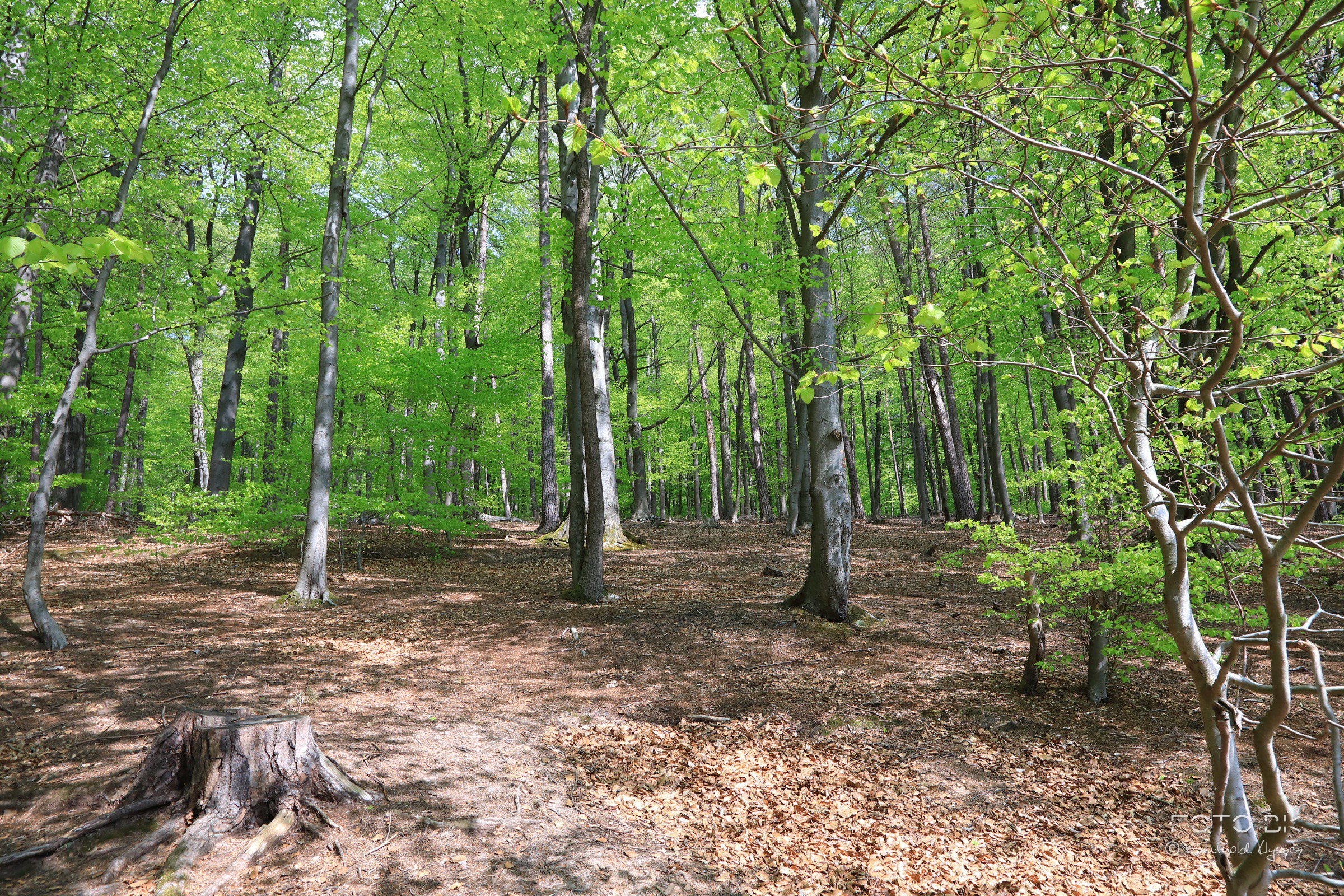 Buchenwald im Frühling