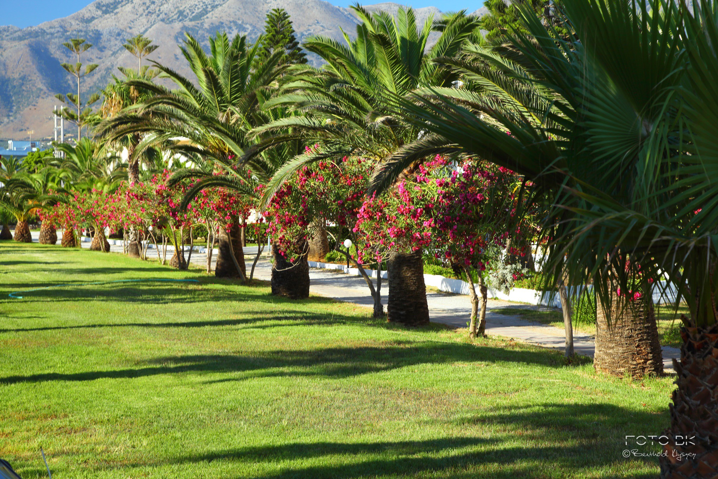 Palmen-Allee / Kreta