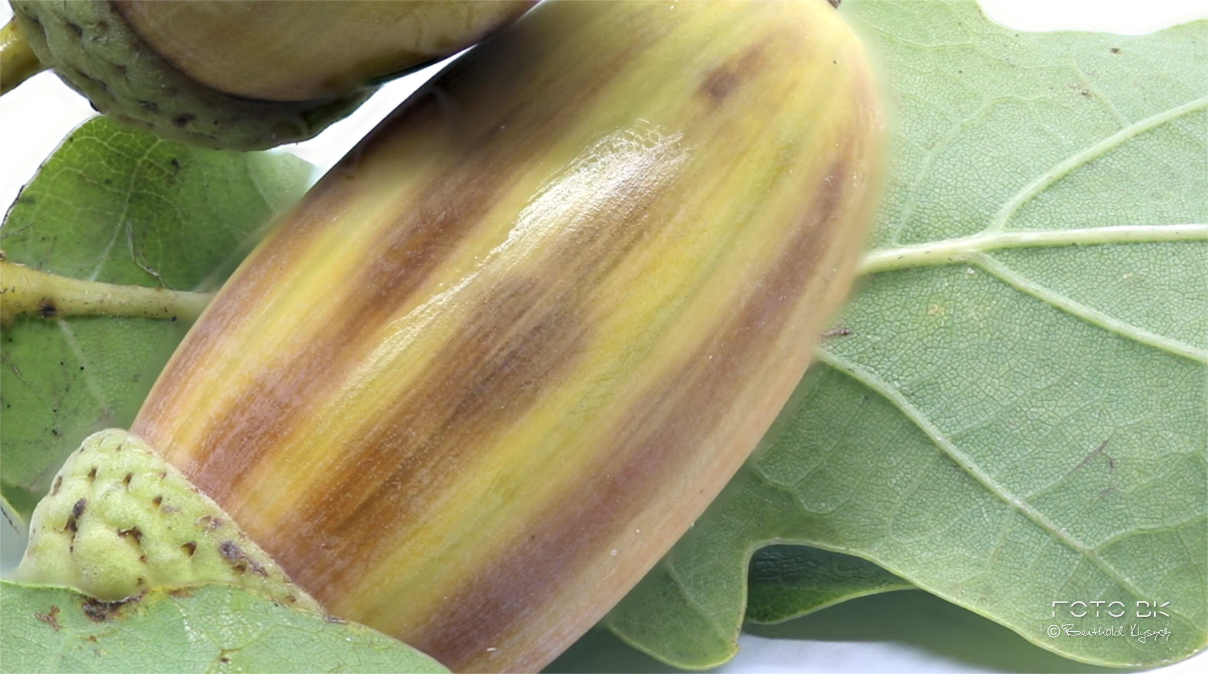 Die Frucht der Eiche -  Eichel