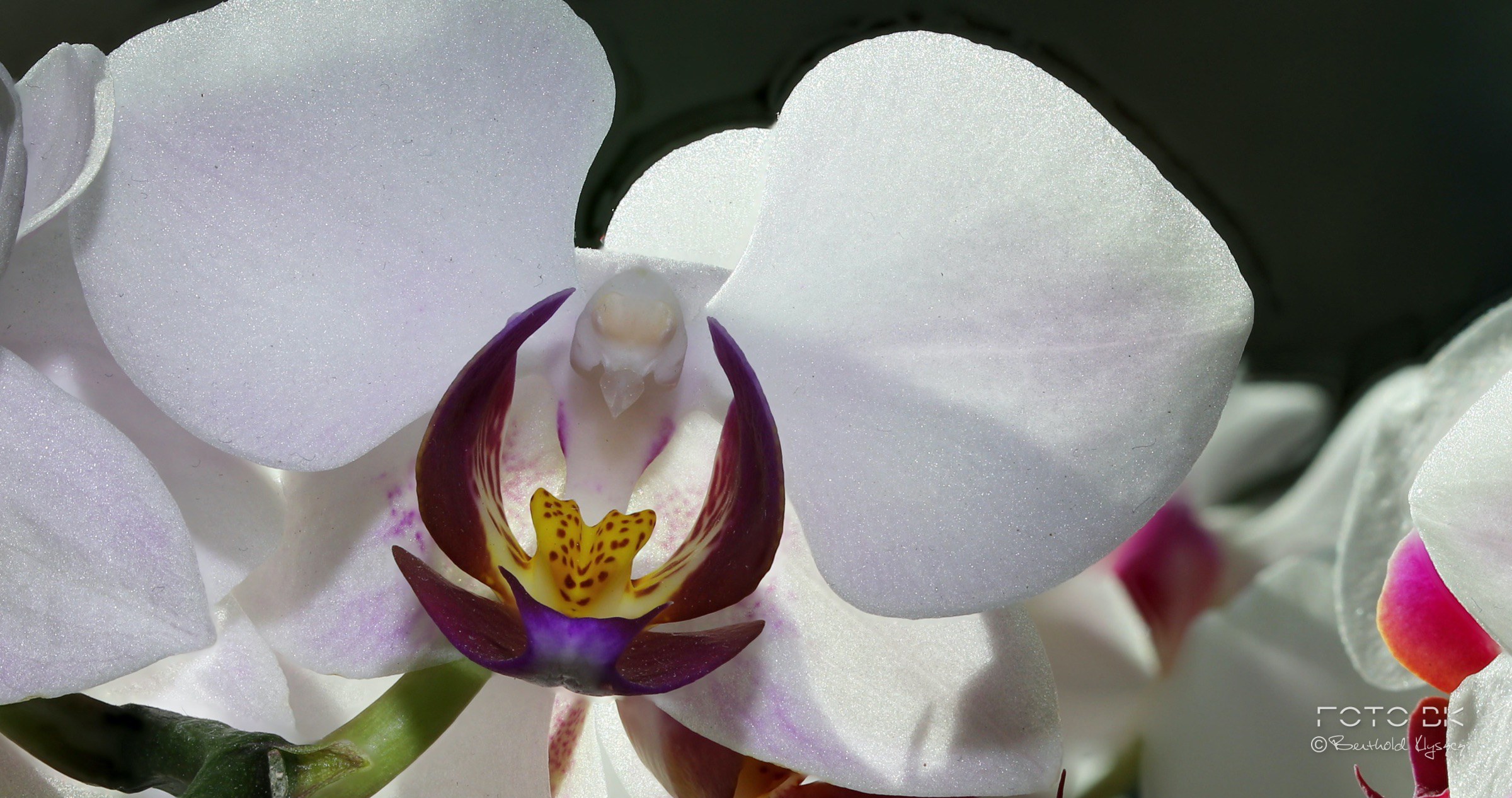Orchidee
