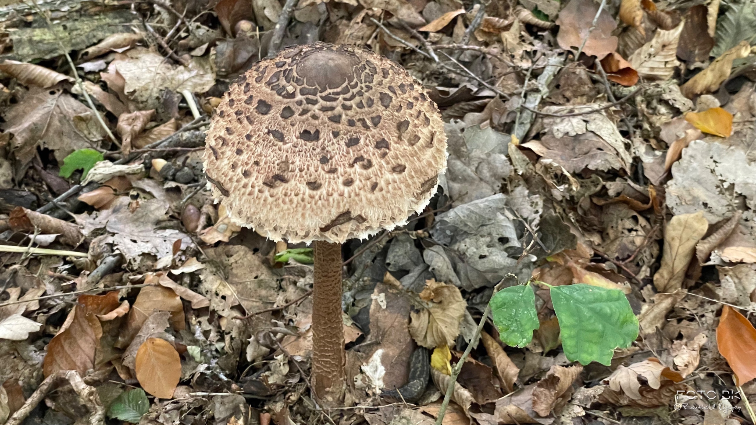 Gemeine Riesenschirmling