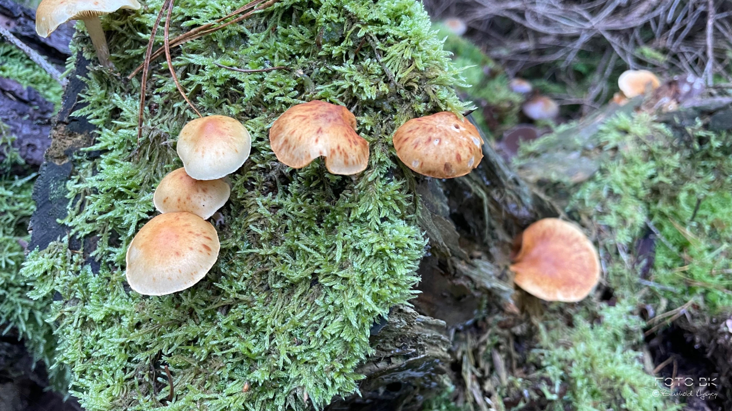 Ziegelroter Schwefelkopf