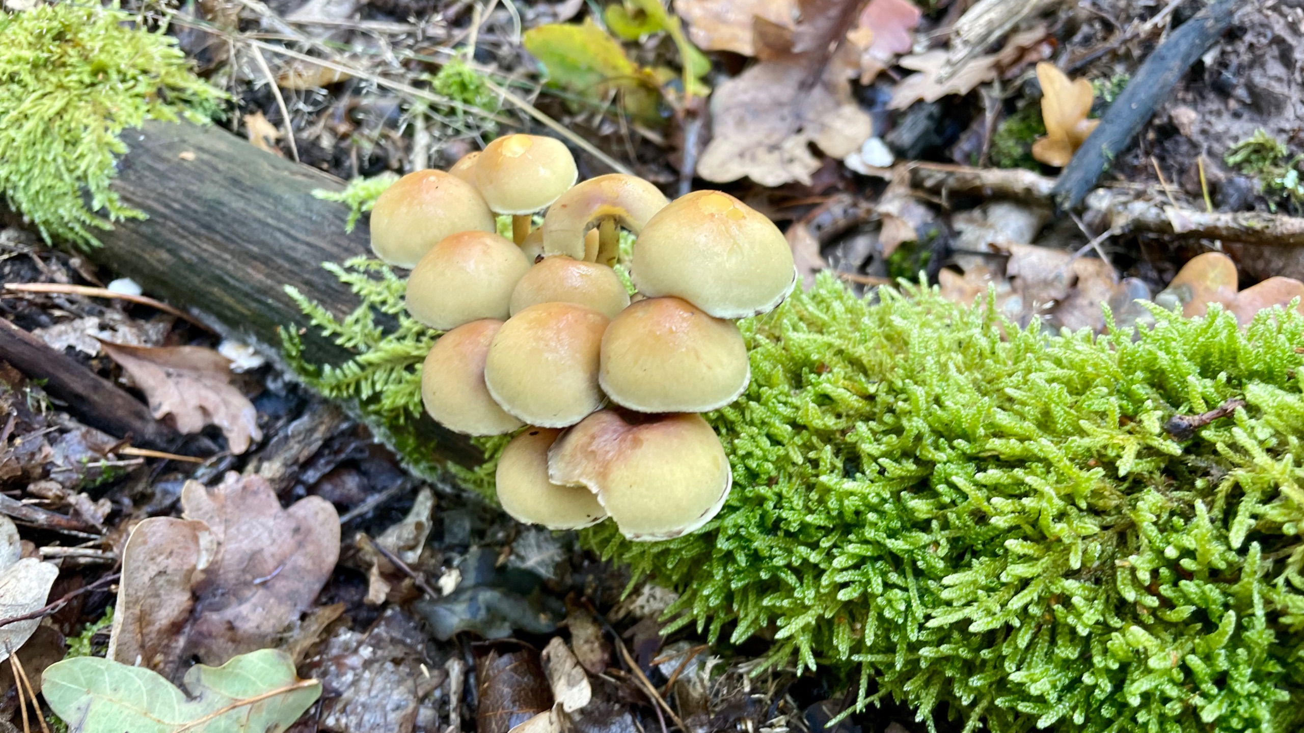 Grünblättriger Schwefelkopf